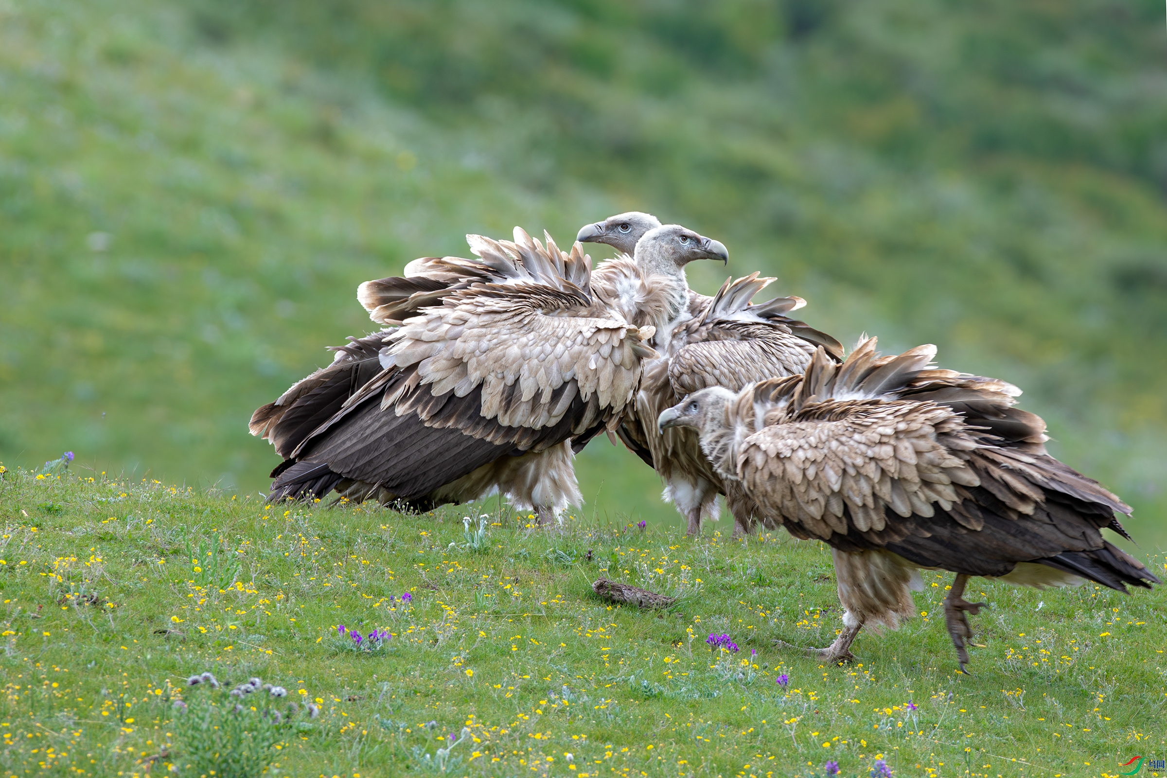 3S5A8023-����ǿ-NR ����.jpg