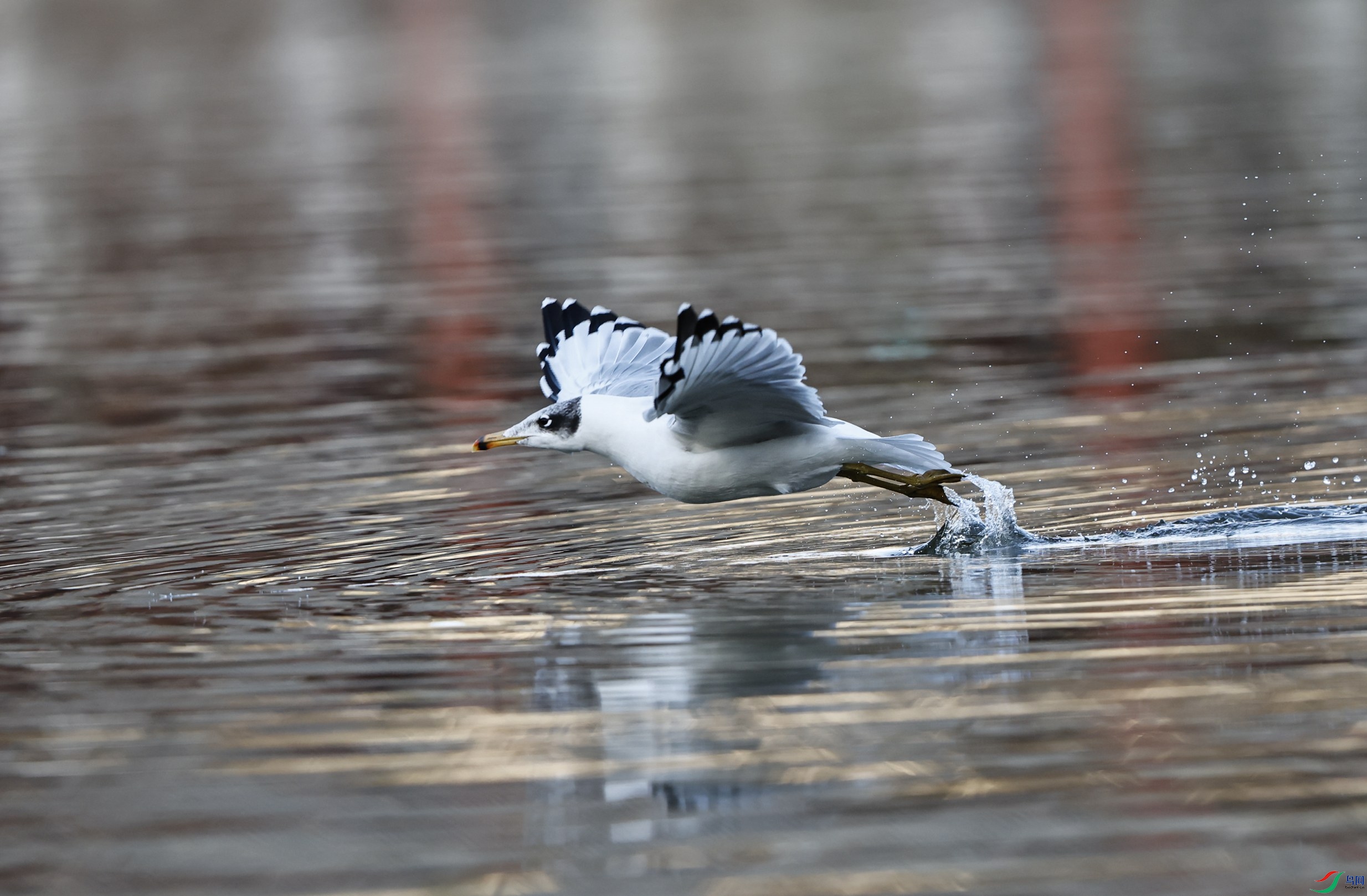 _X5A0087 - ����.JPG