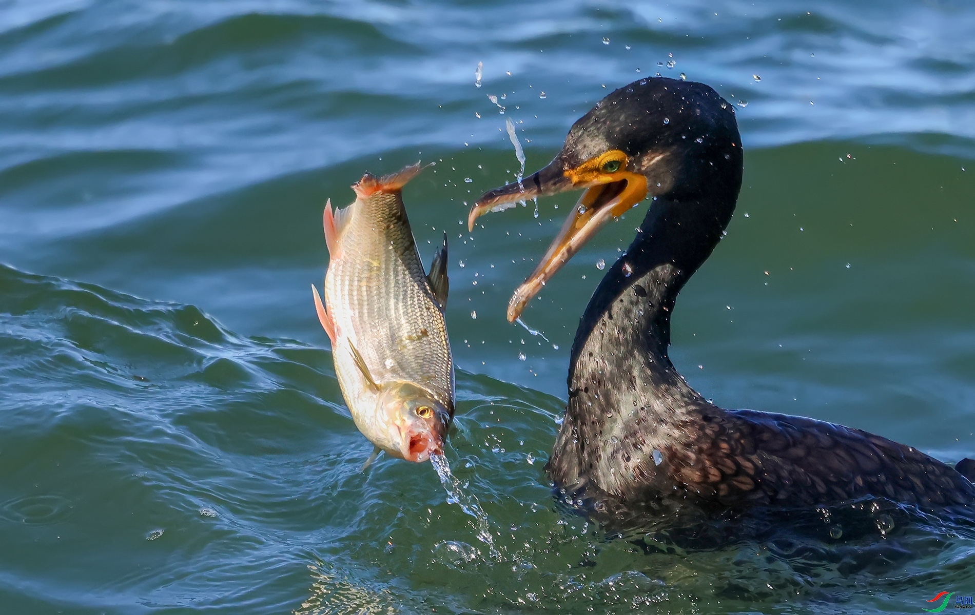 10.25��½-������ʦ��Ʒ   ���ϡ�������   �ٻ�2023��10��25�ջ�Ա��ҳ����.jpg