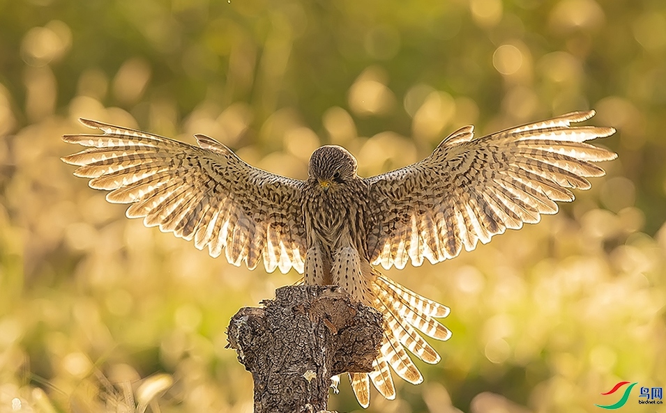 10.26li��������ʦ��Ʒ   ����   �ٻ�2023��10��26�ջ�Ա��ҳ����.jpg