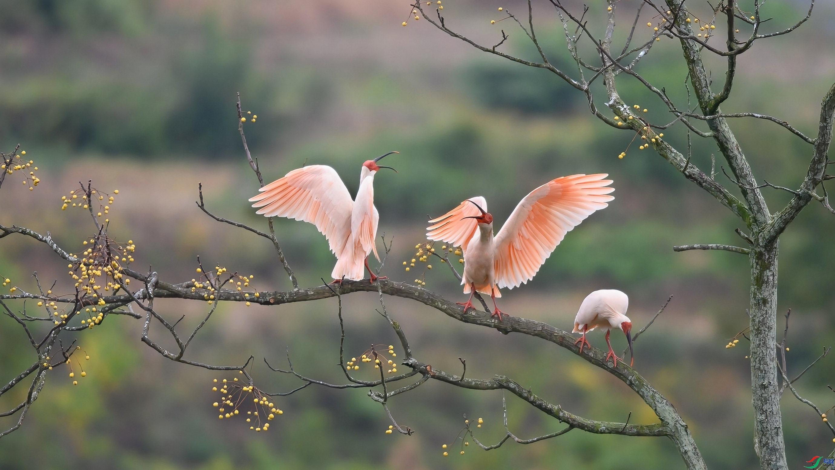 10.27Hare5��ʦ��Ʒ   ����Ŀ����   �ٻ�2023��10��27�ջ�Ա��ҳ����.jpg