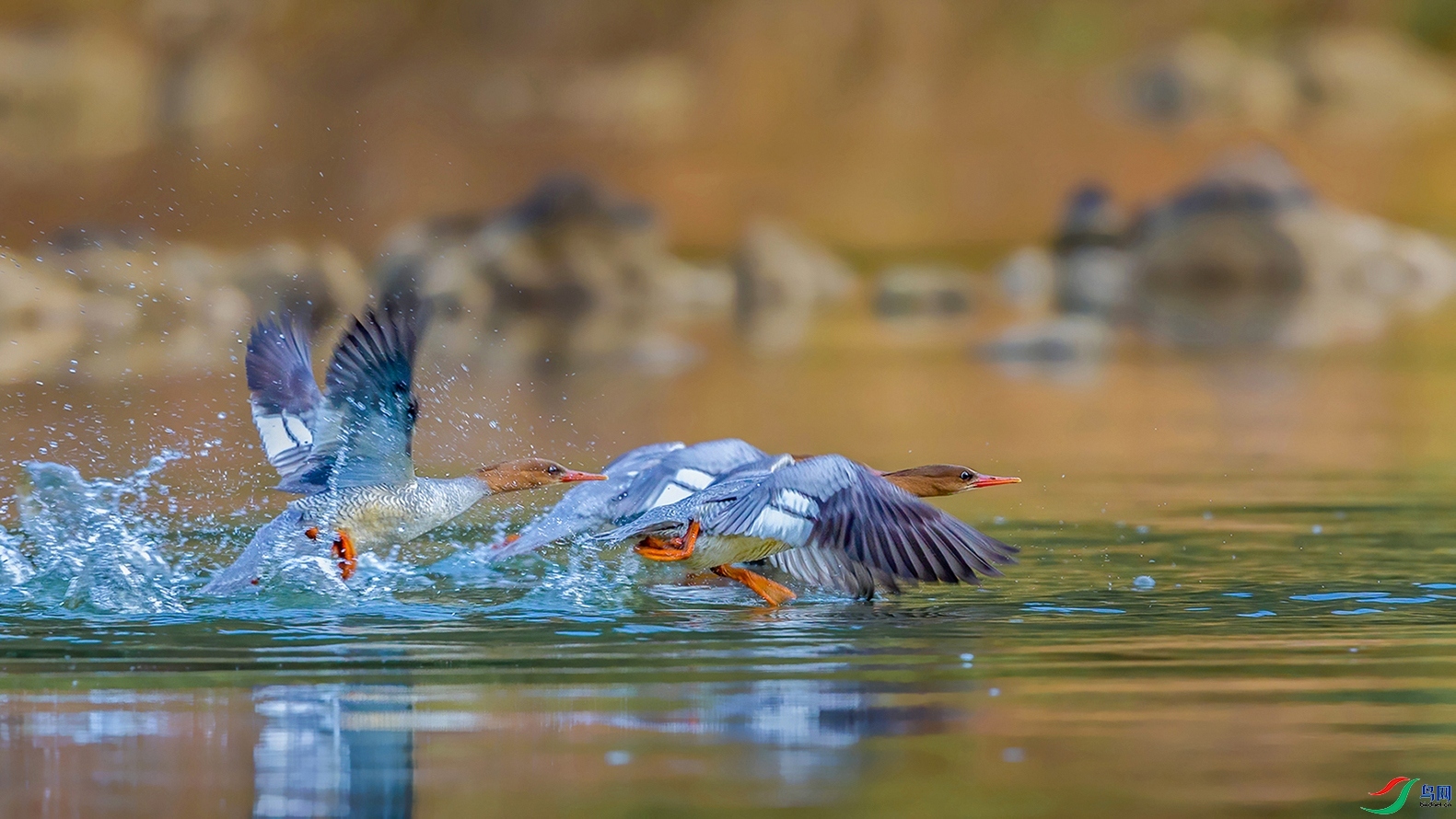 10.27׷������ʦ��Ʒ   ��ɳѼ   �ٻ�2023��10��27��������ҳ����.jpg