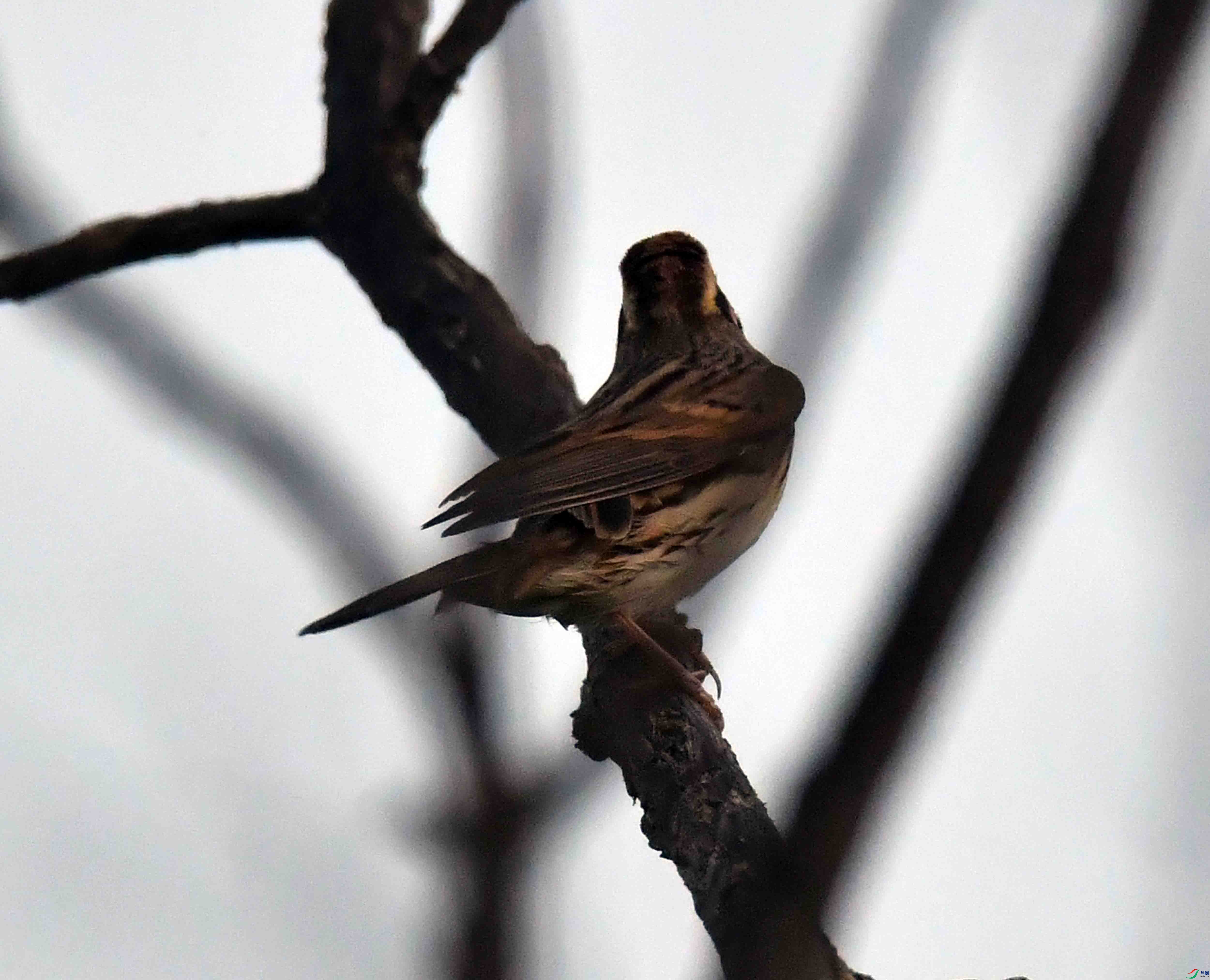 DSC_4063.JPG