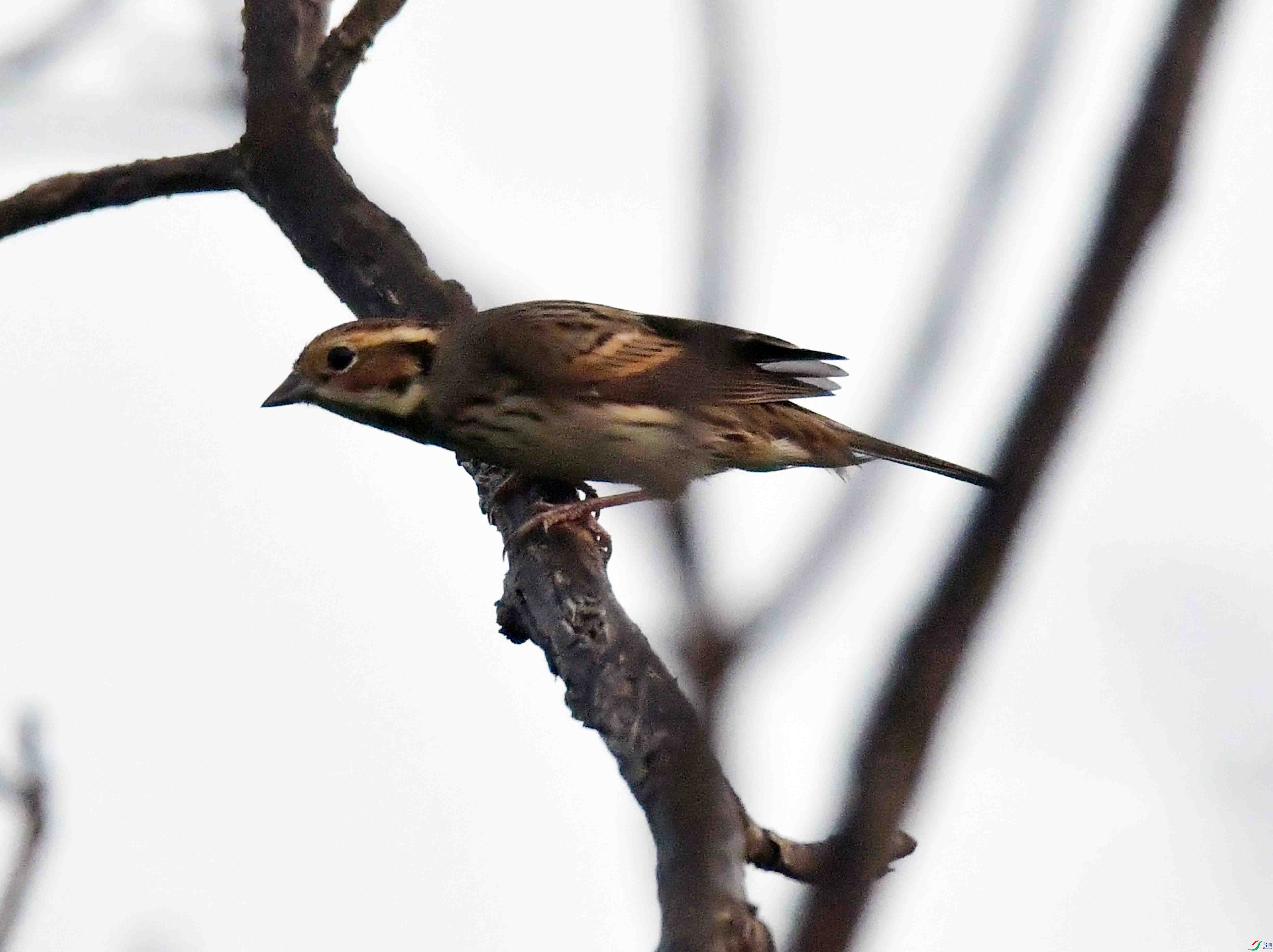 DSC_4065.JPG