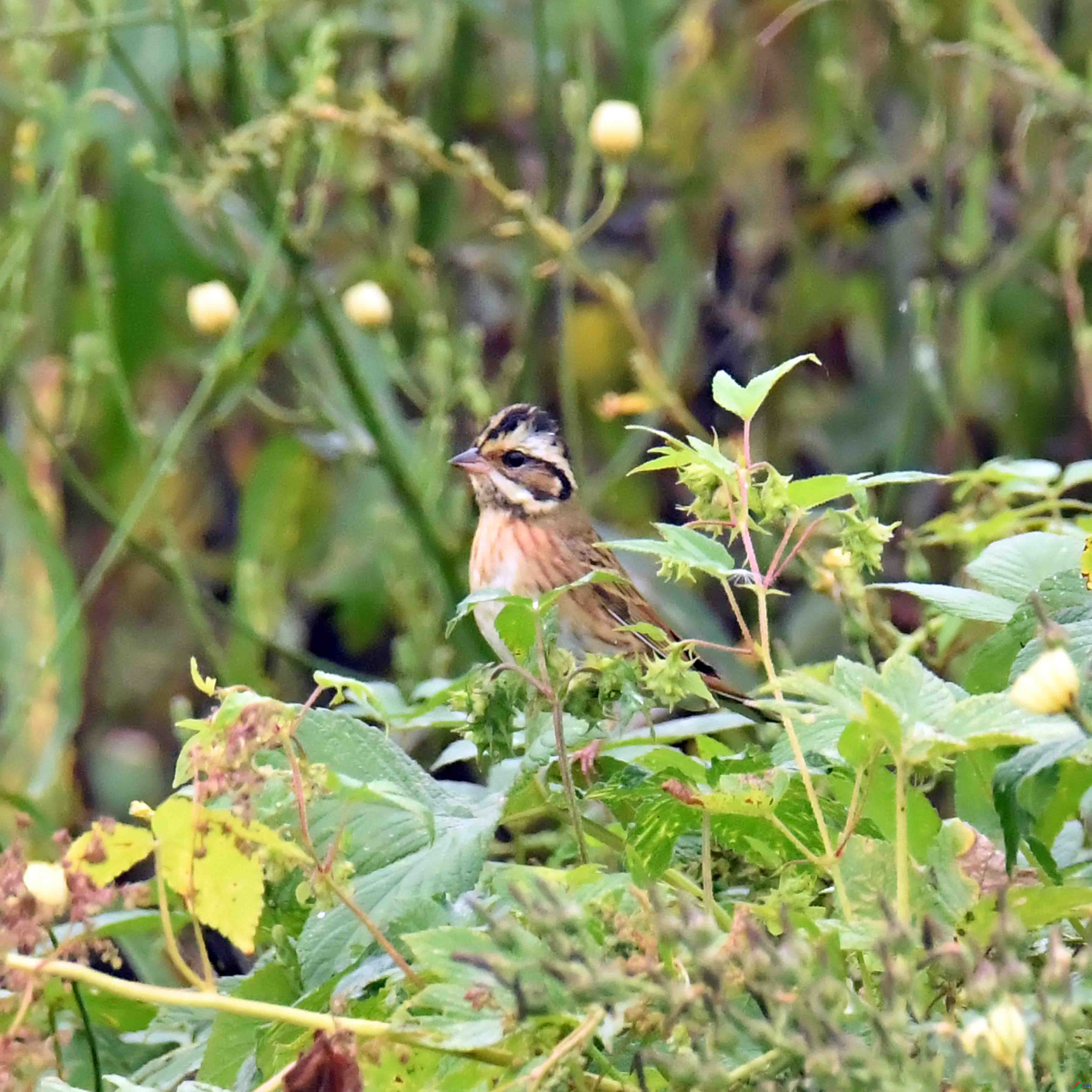DSC_5682.JPG