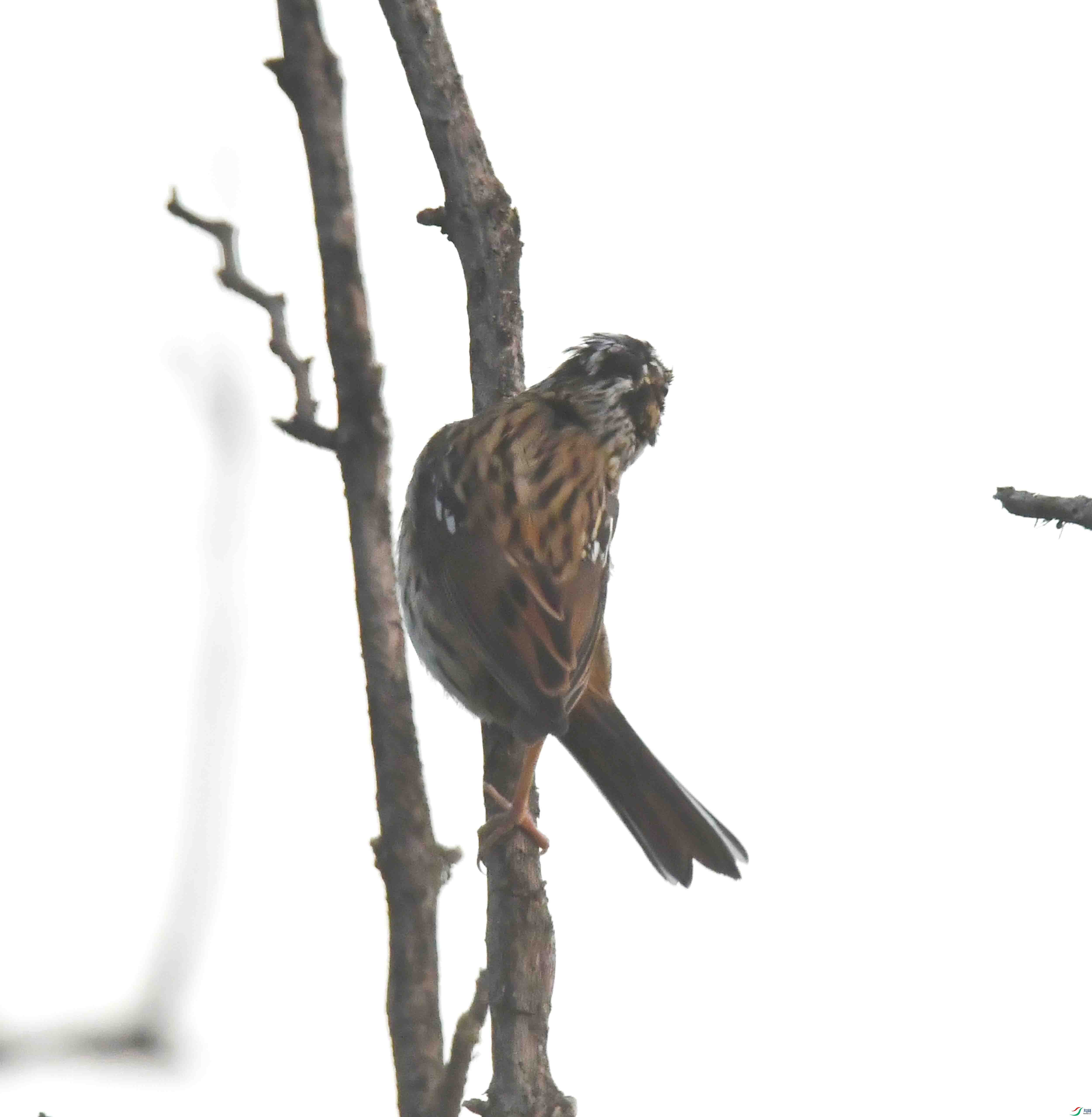 DSC_5339.JPG