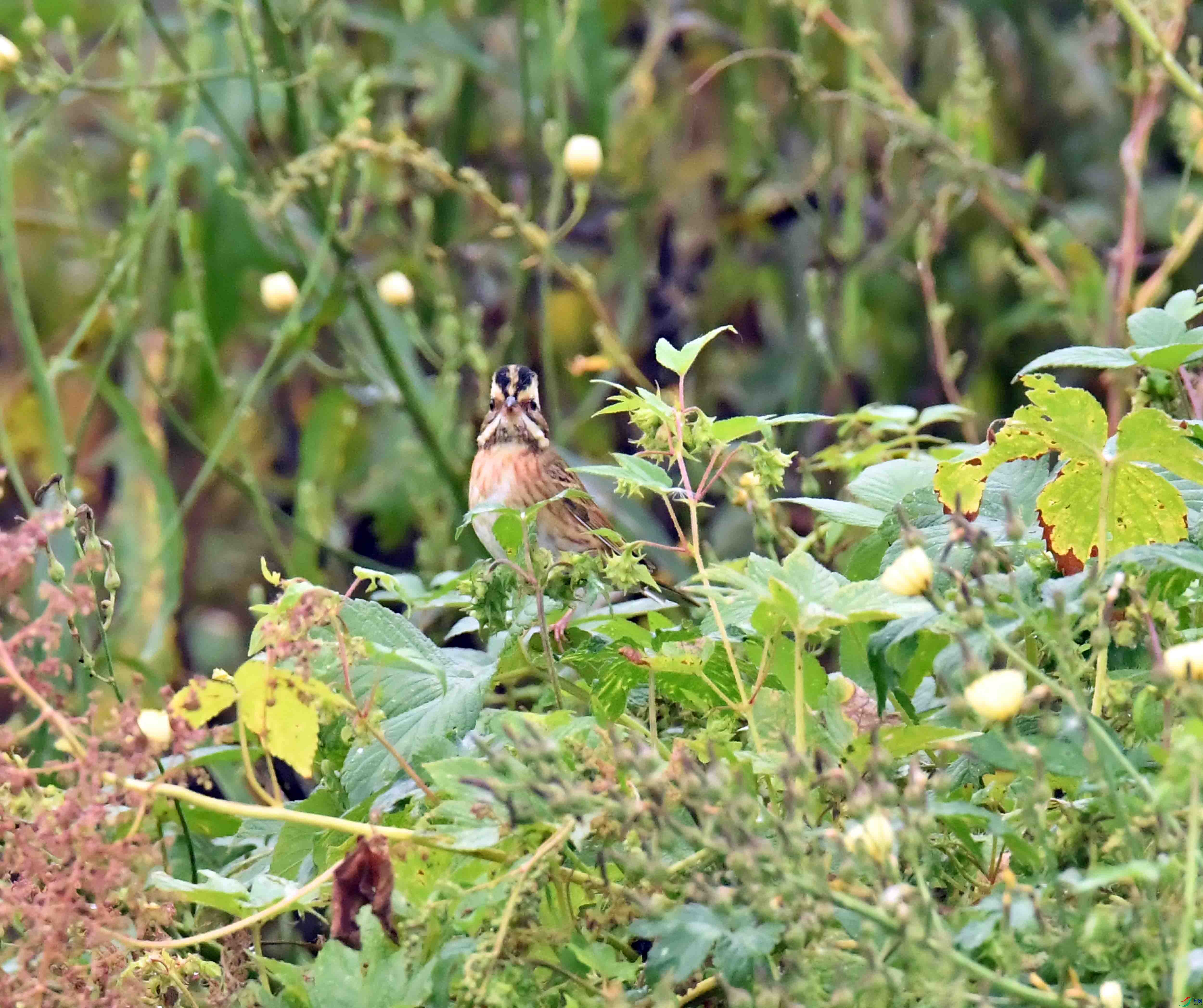 DSC_5683.JPG