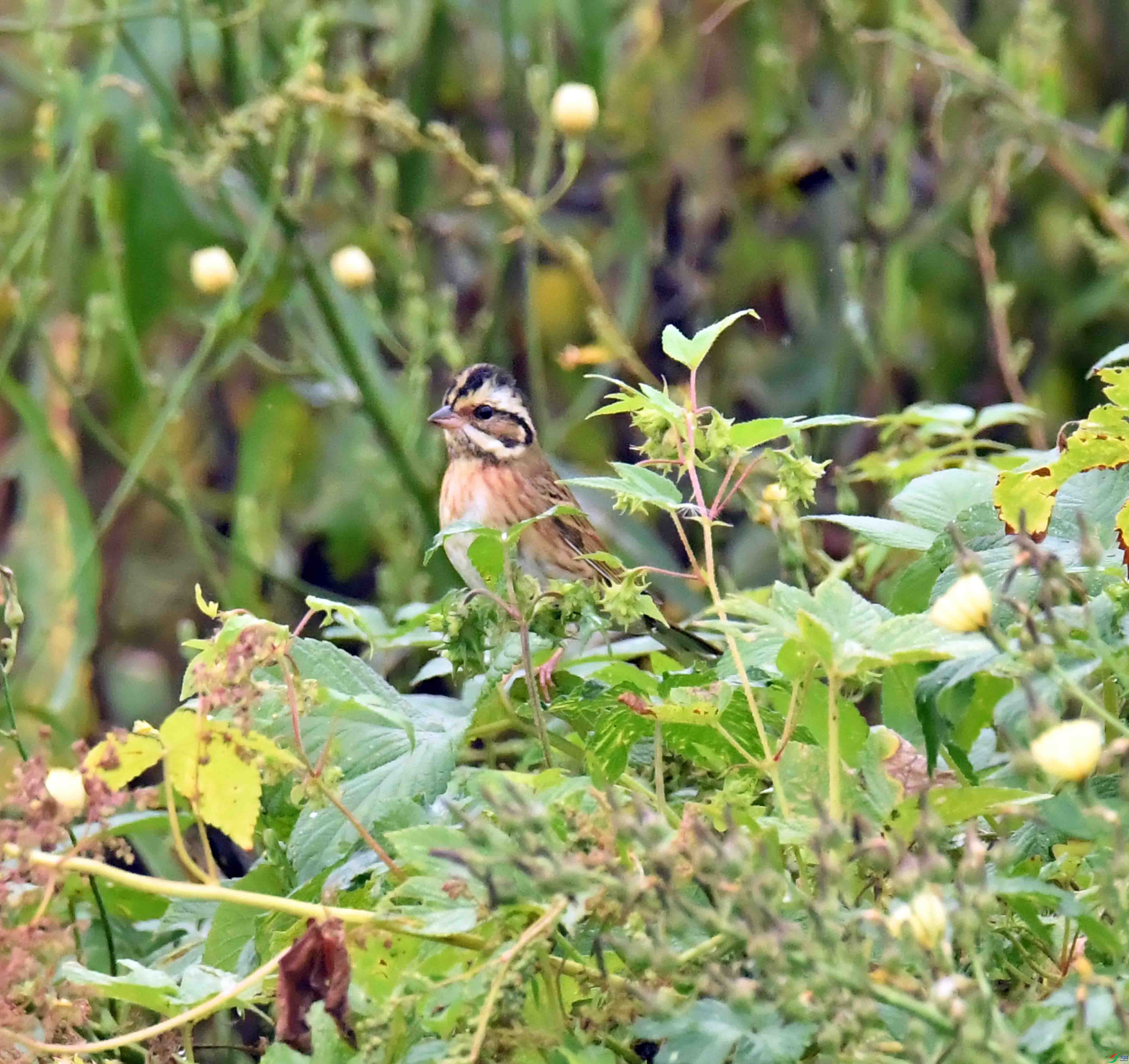 DSC_5684.JPG
