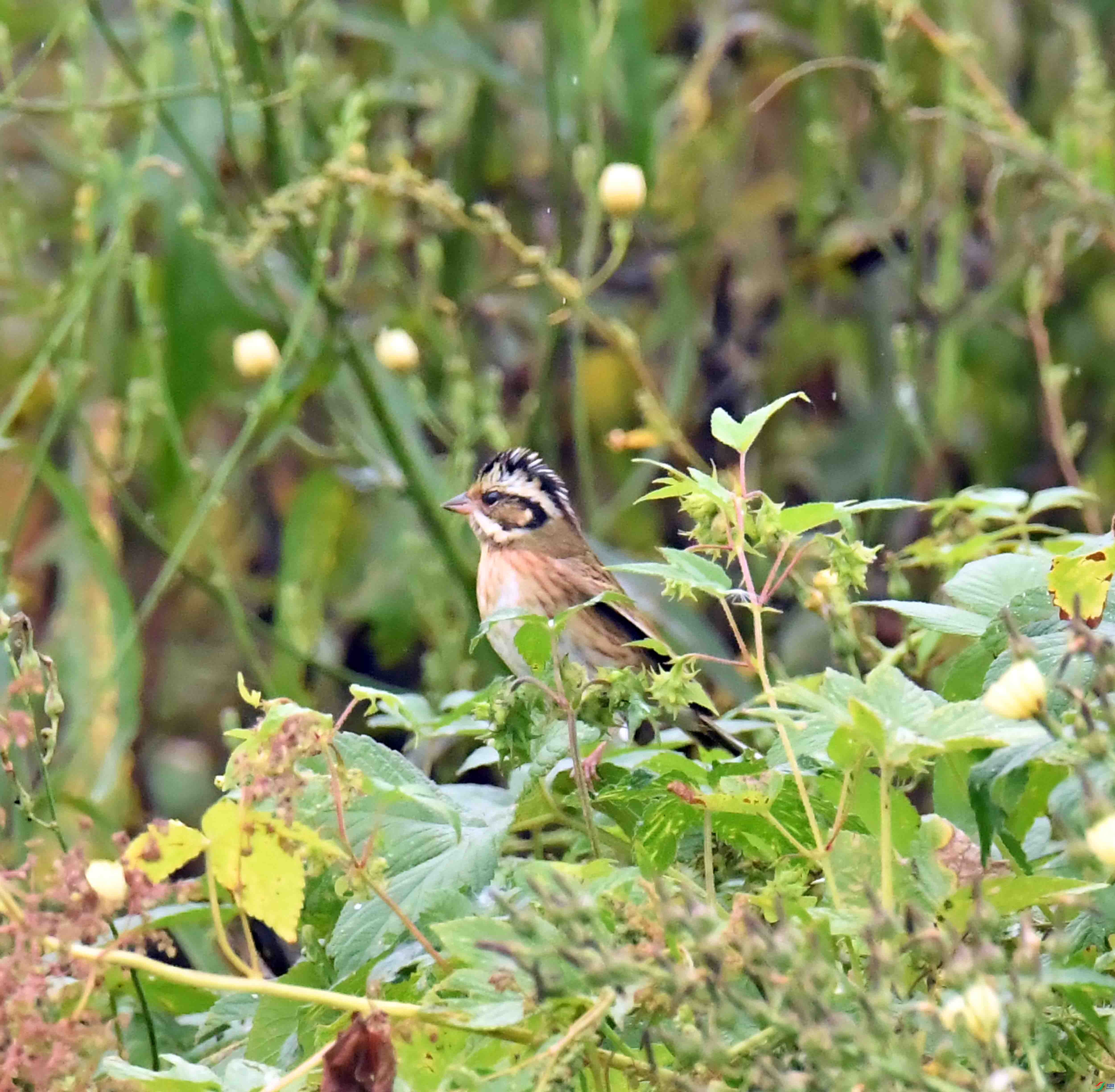 DSC_5685.JPG