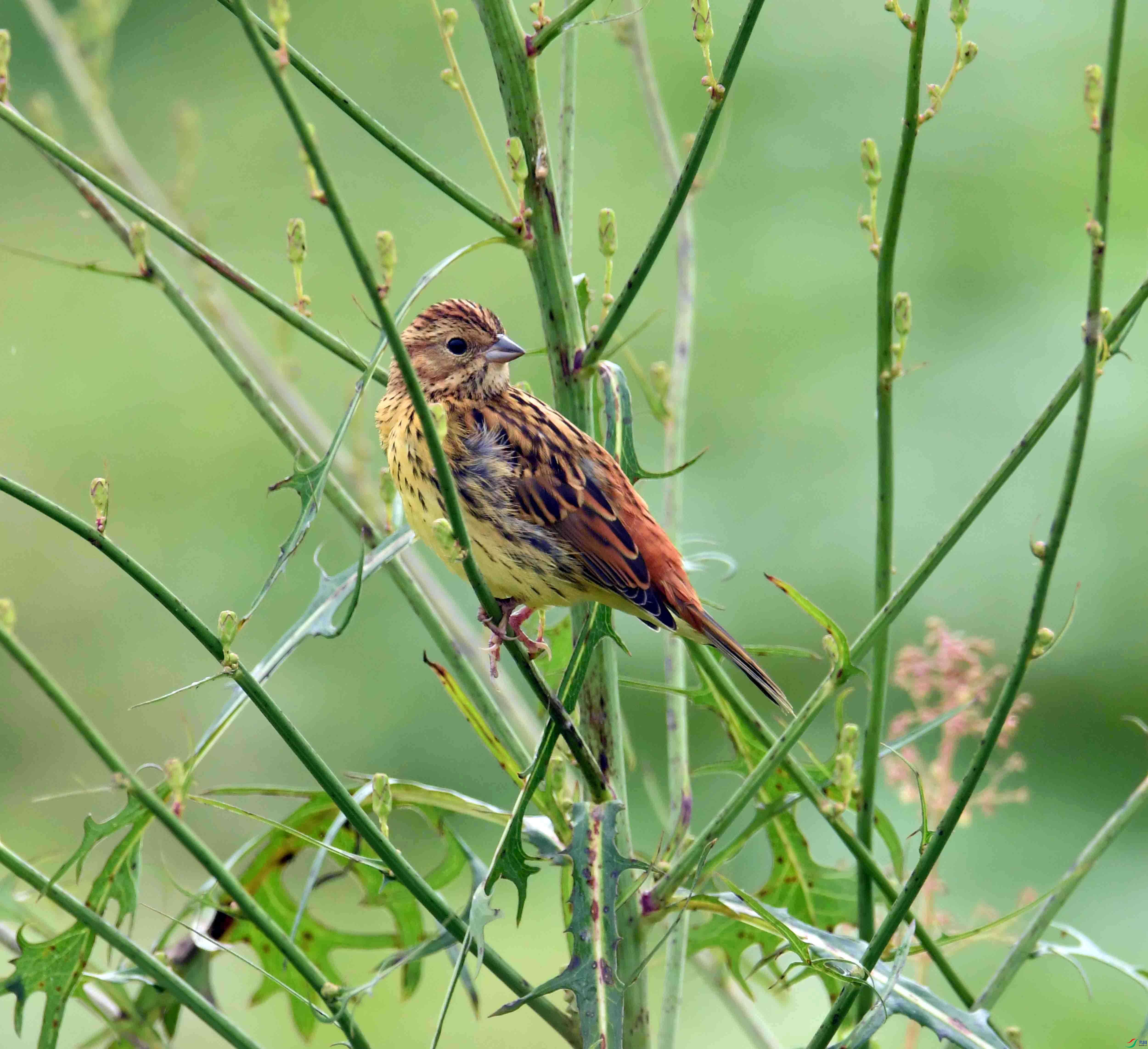 DSC_5875.JPG
