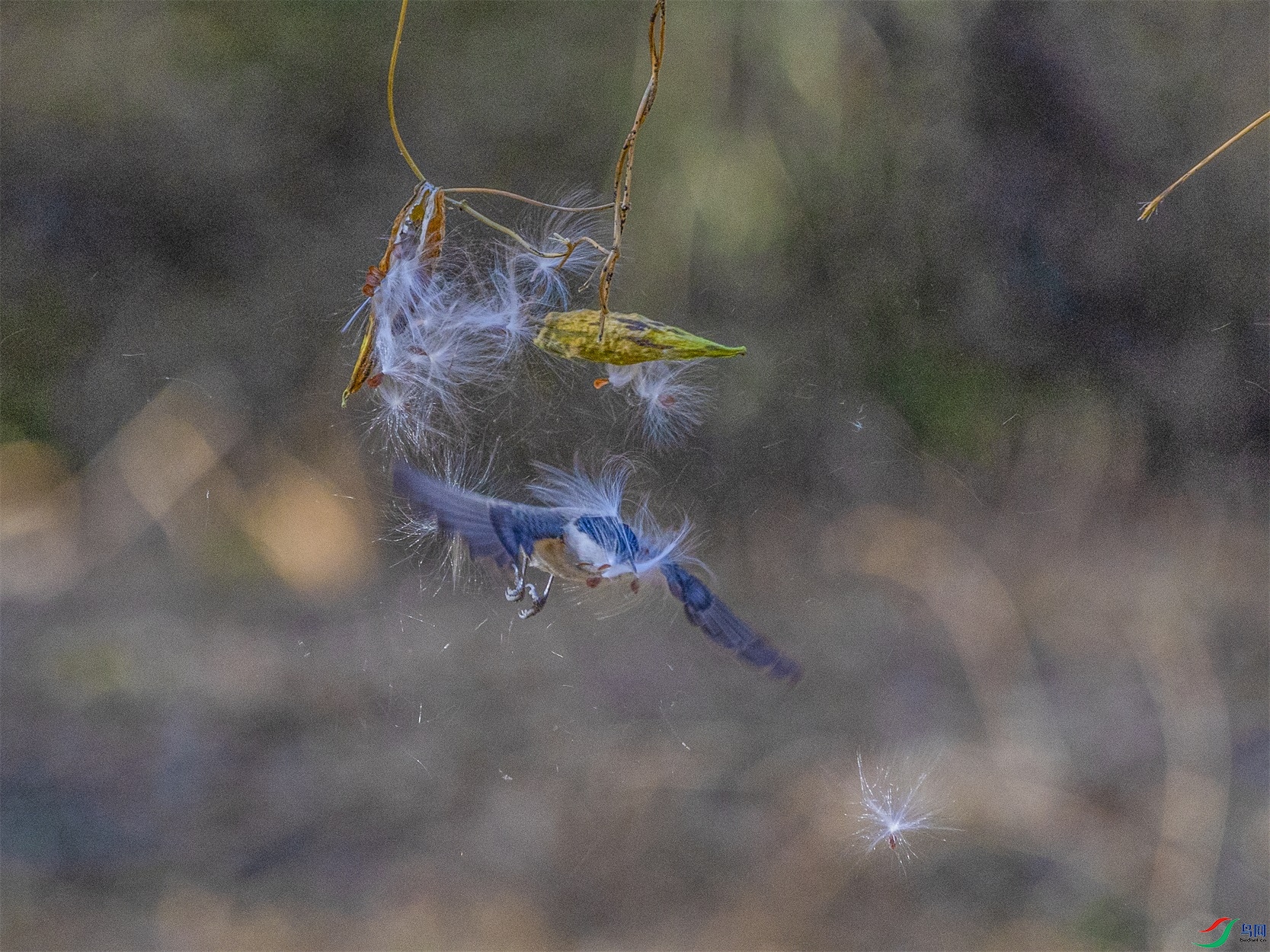 1K3A4526 ����1.jpg