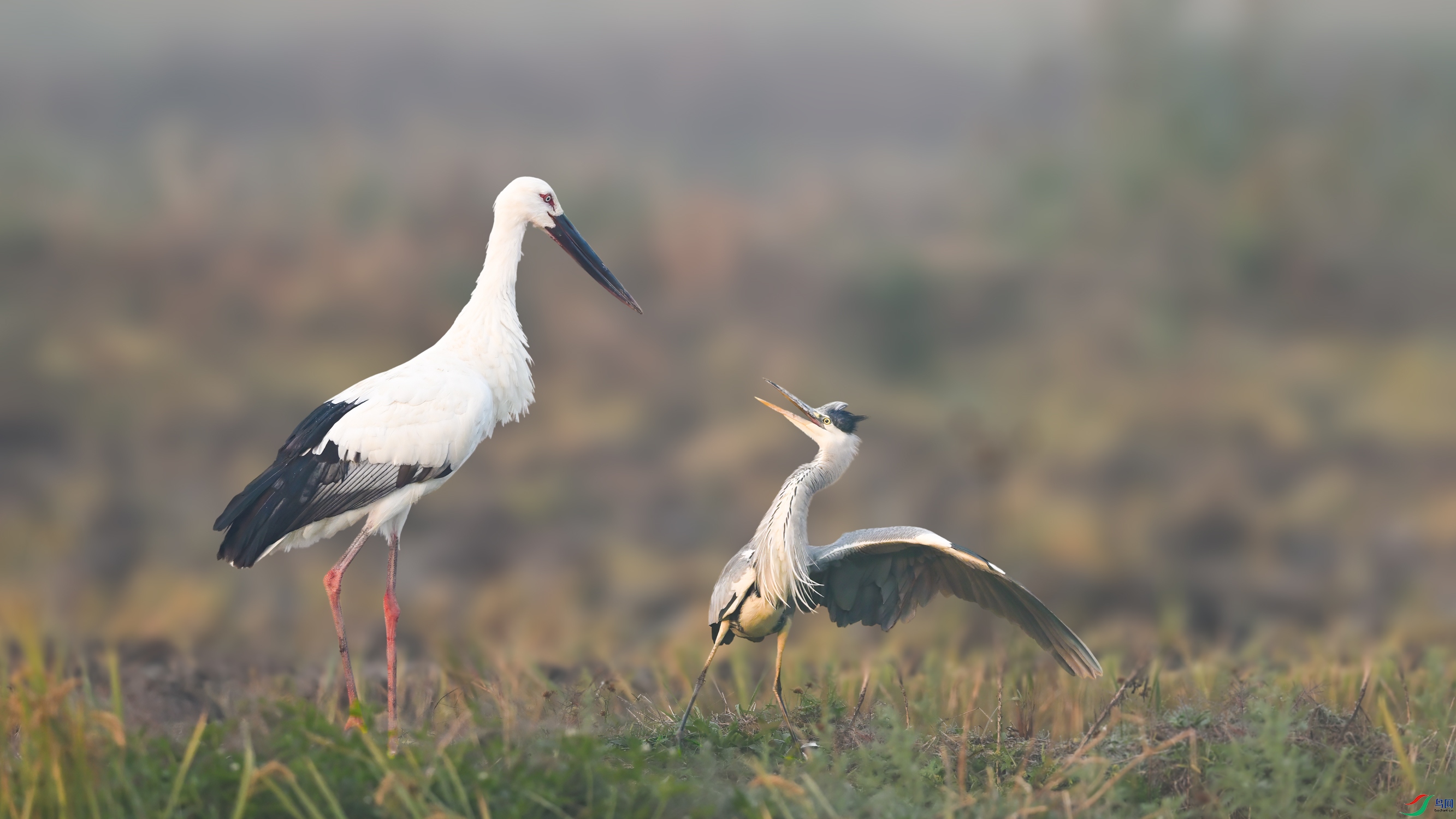 �������� ����DSC_5561.jpg