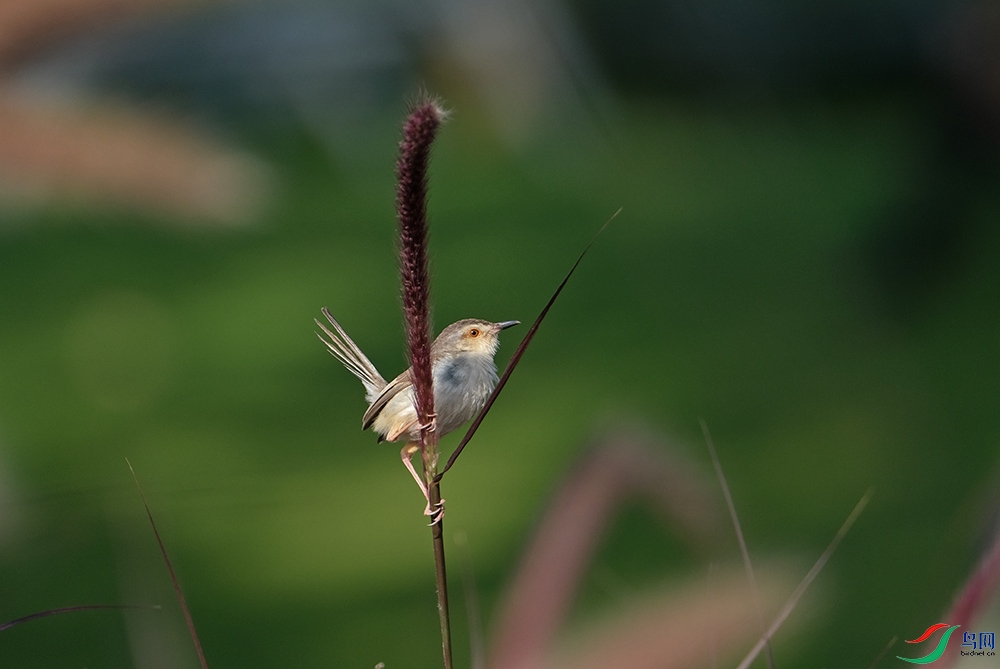 DSCF3446.1.jpg