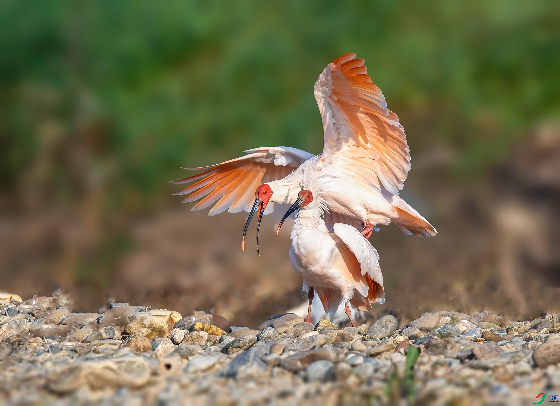 DSC_1040 ����_����.jpg