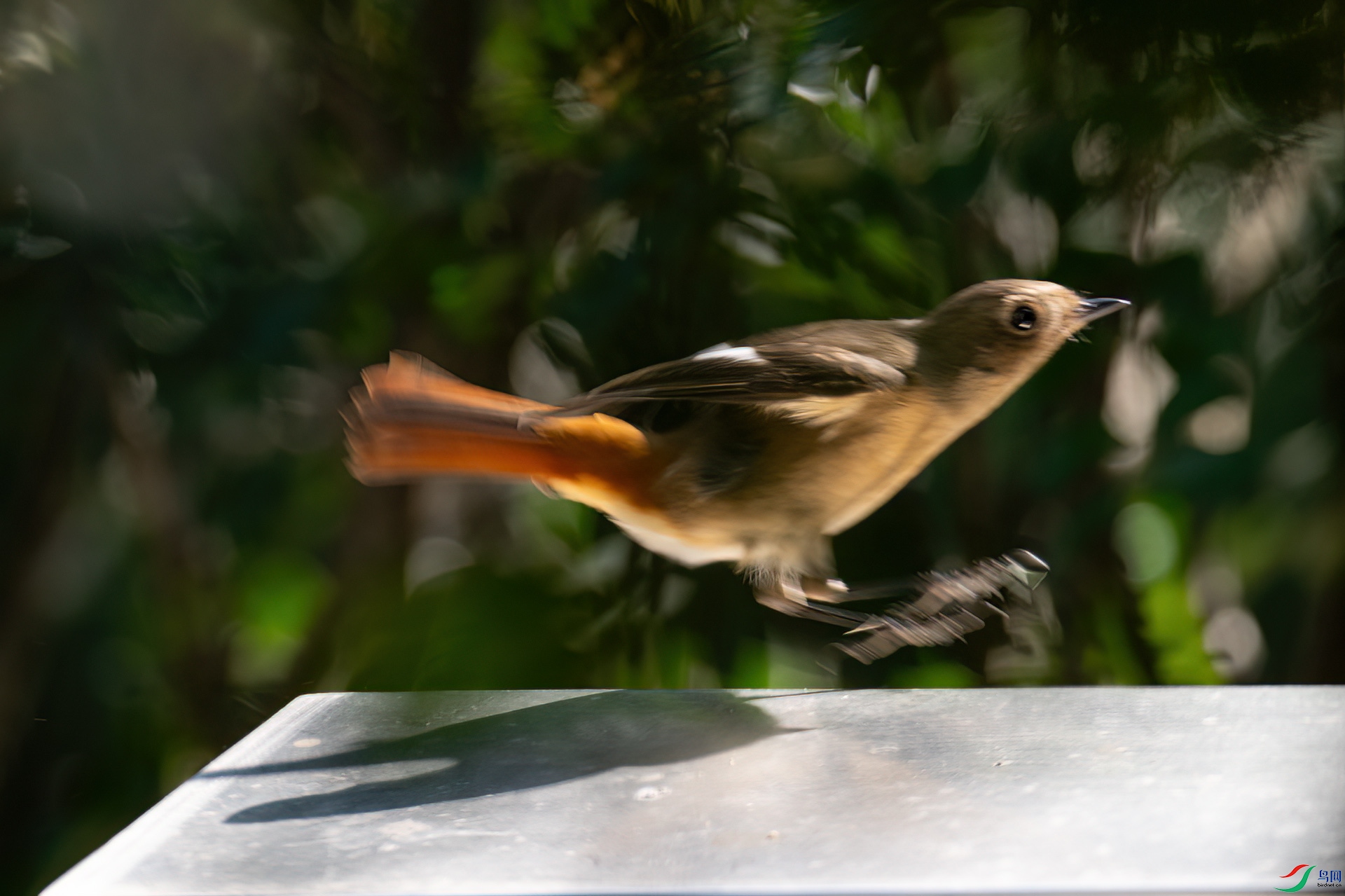 DSC_0085.jpg