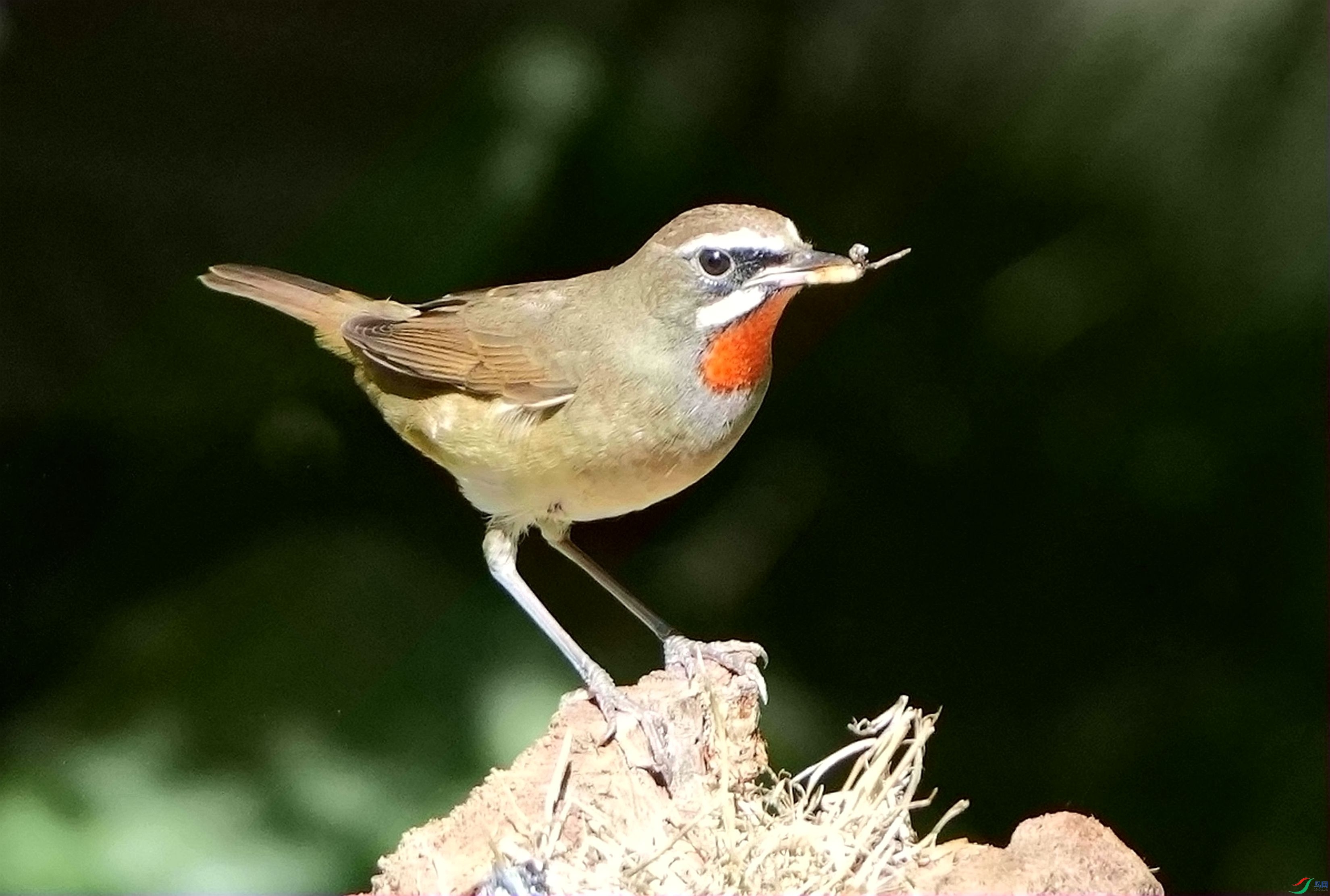������ʳDSC02341_����.jpg