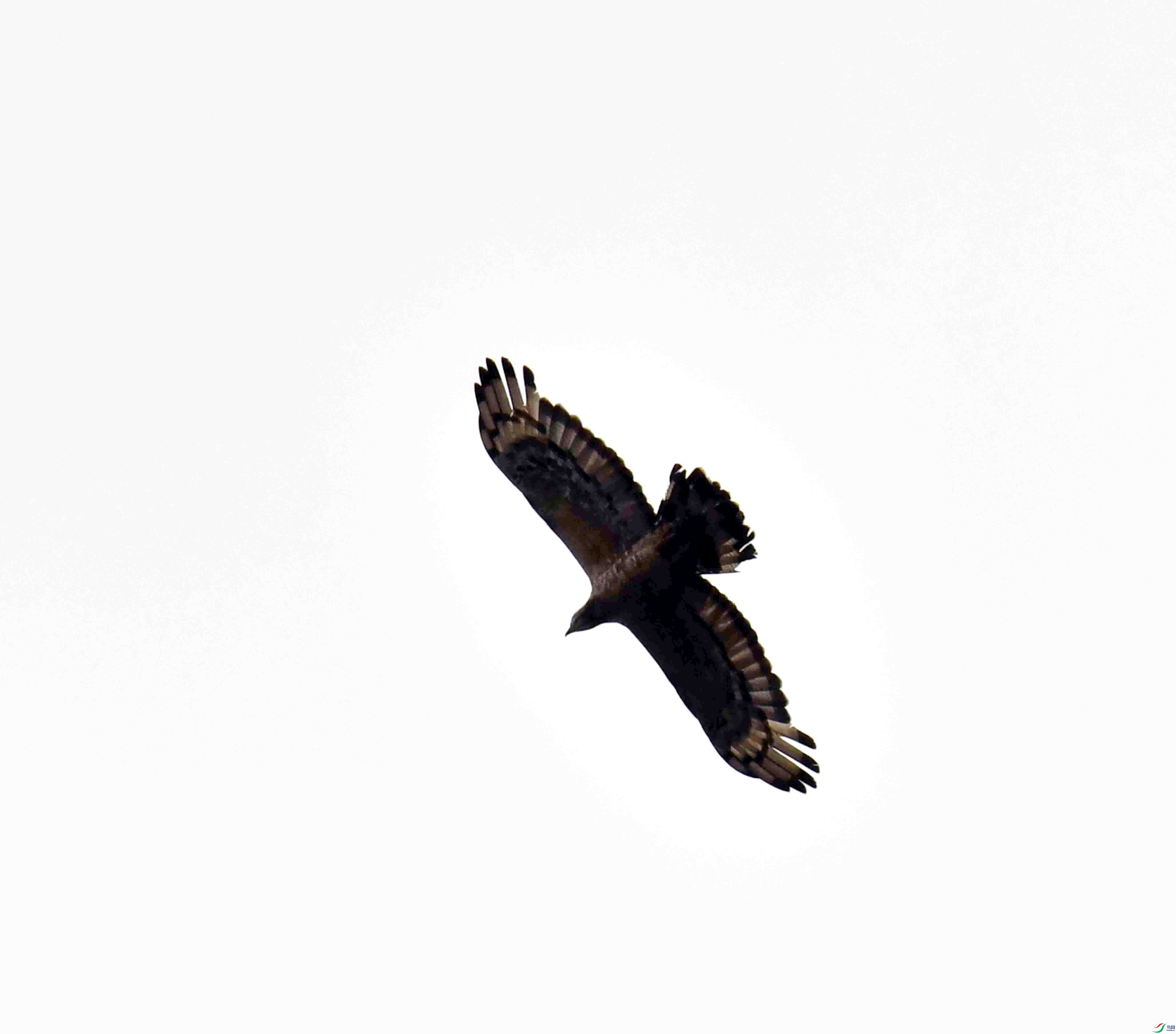 DSC_4601.JPG