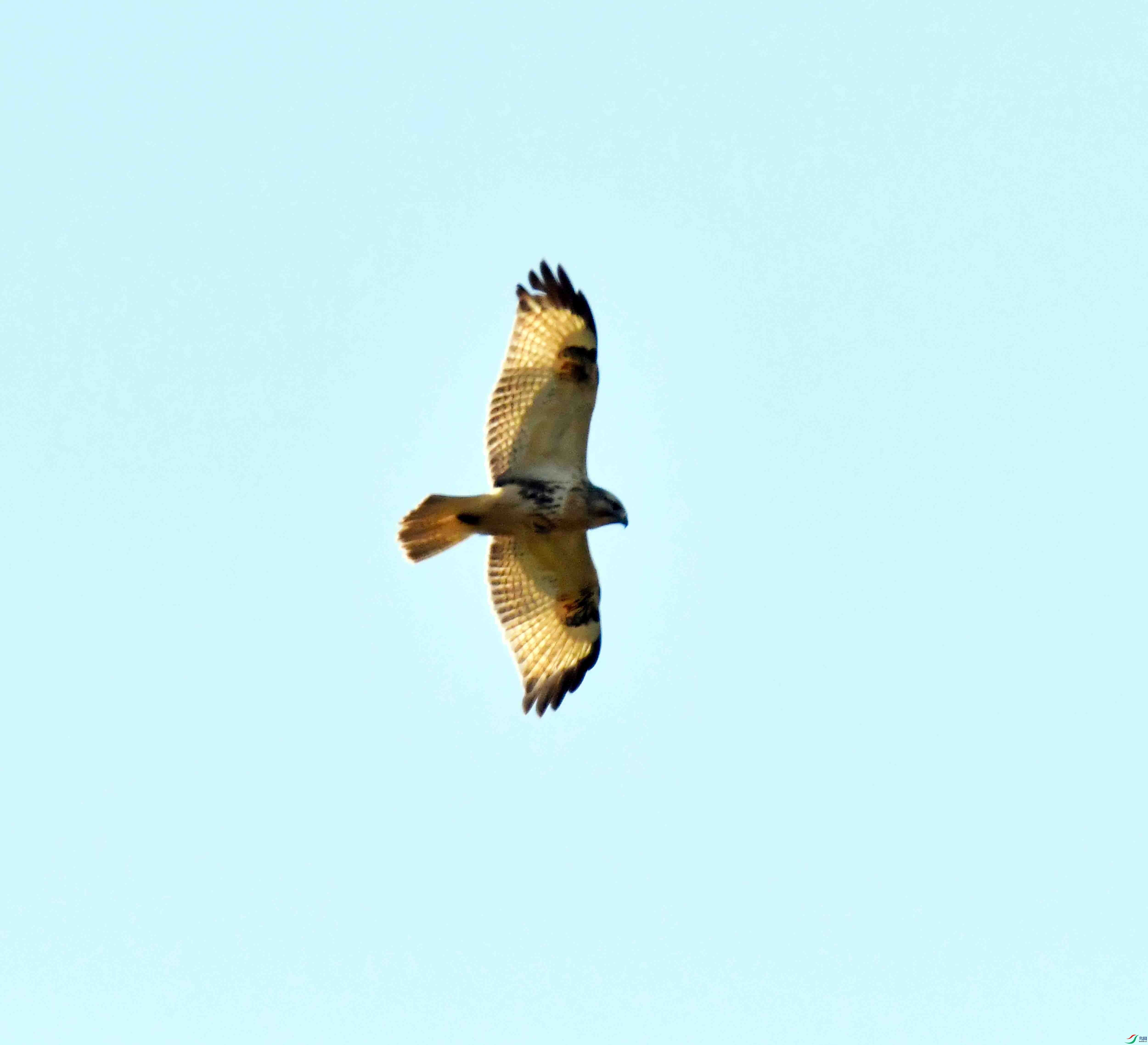 DSC_0099.JPG