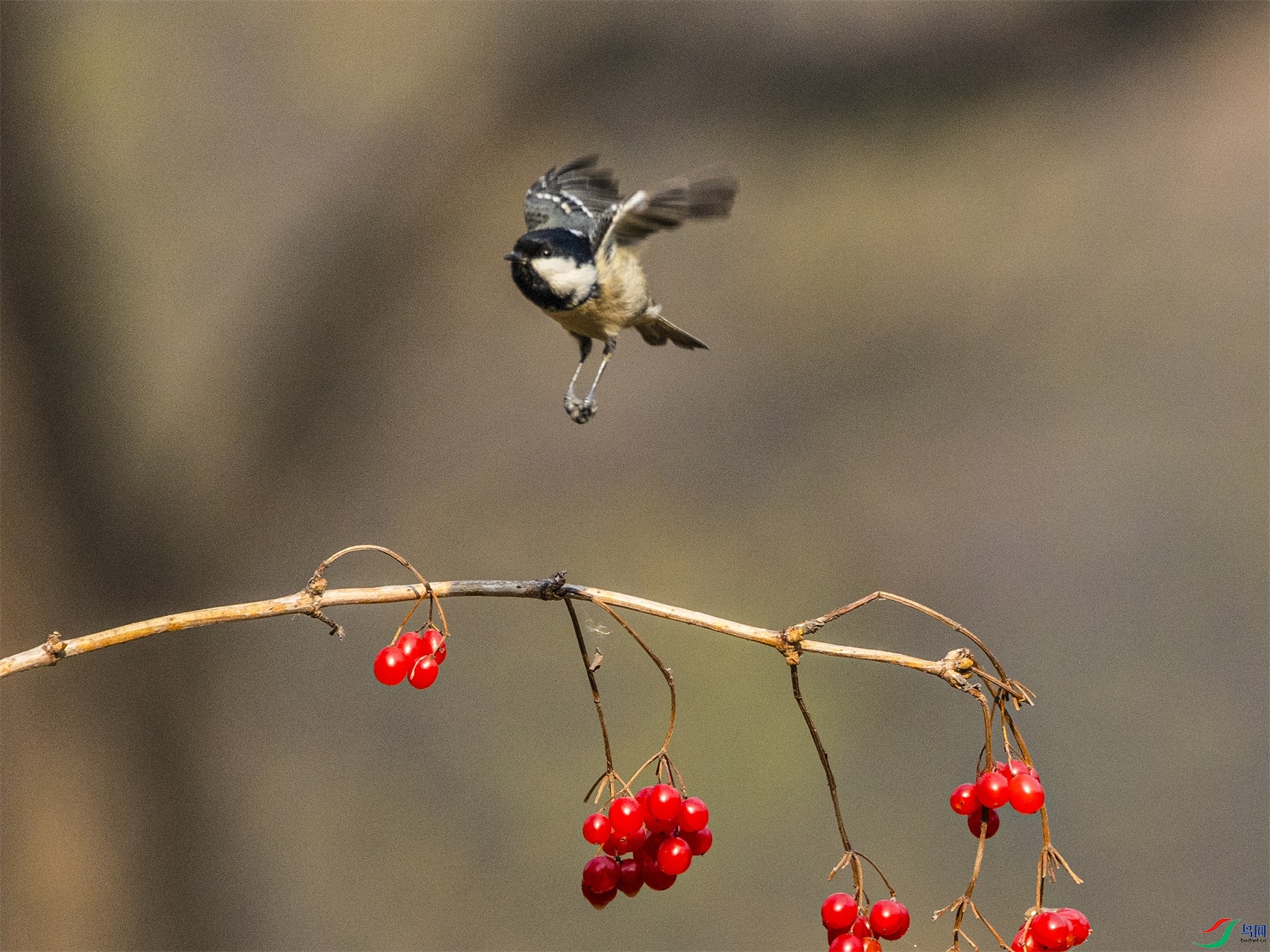 1K3A5313 ����1.jpg