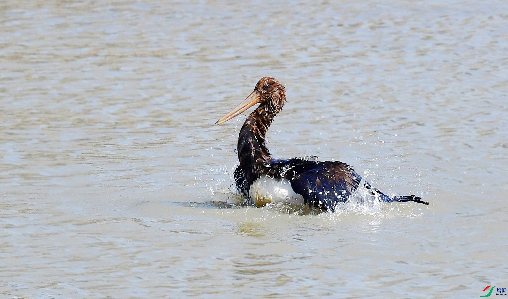 DSC_9961_conew2.jpg