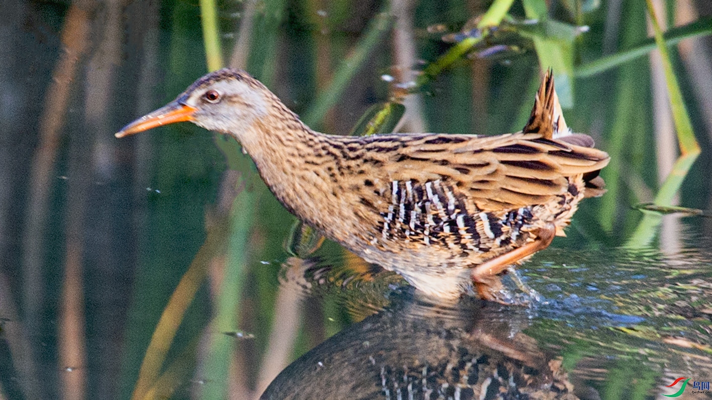 _MG_4273 ����.jpg