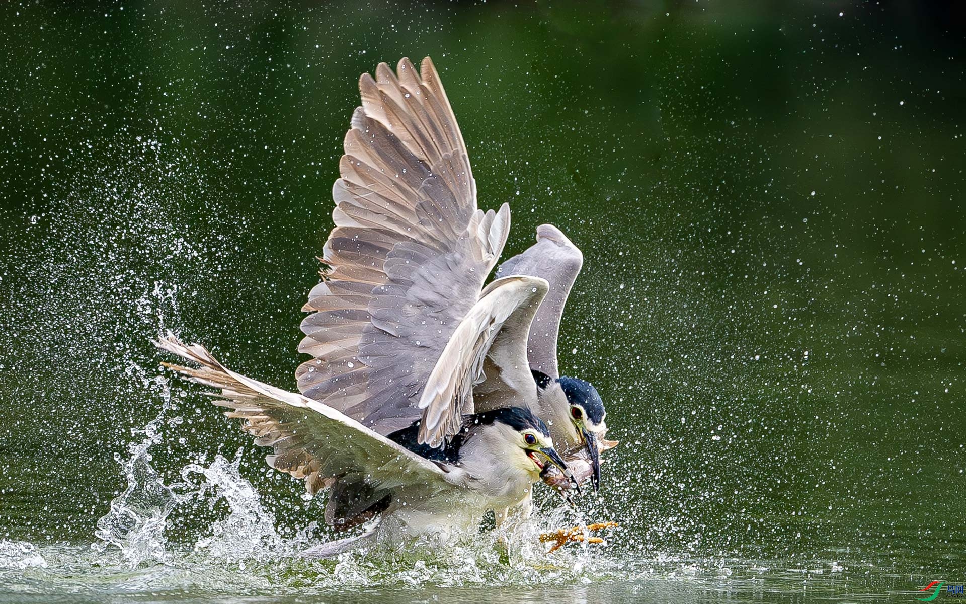 ��ֻҹ������һ����