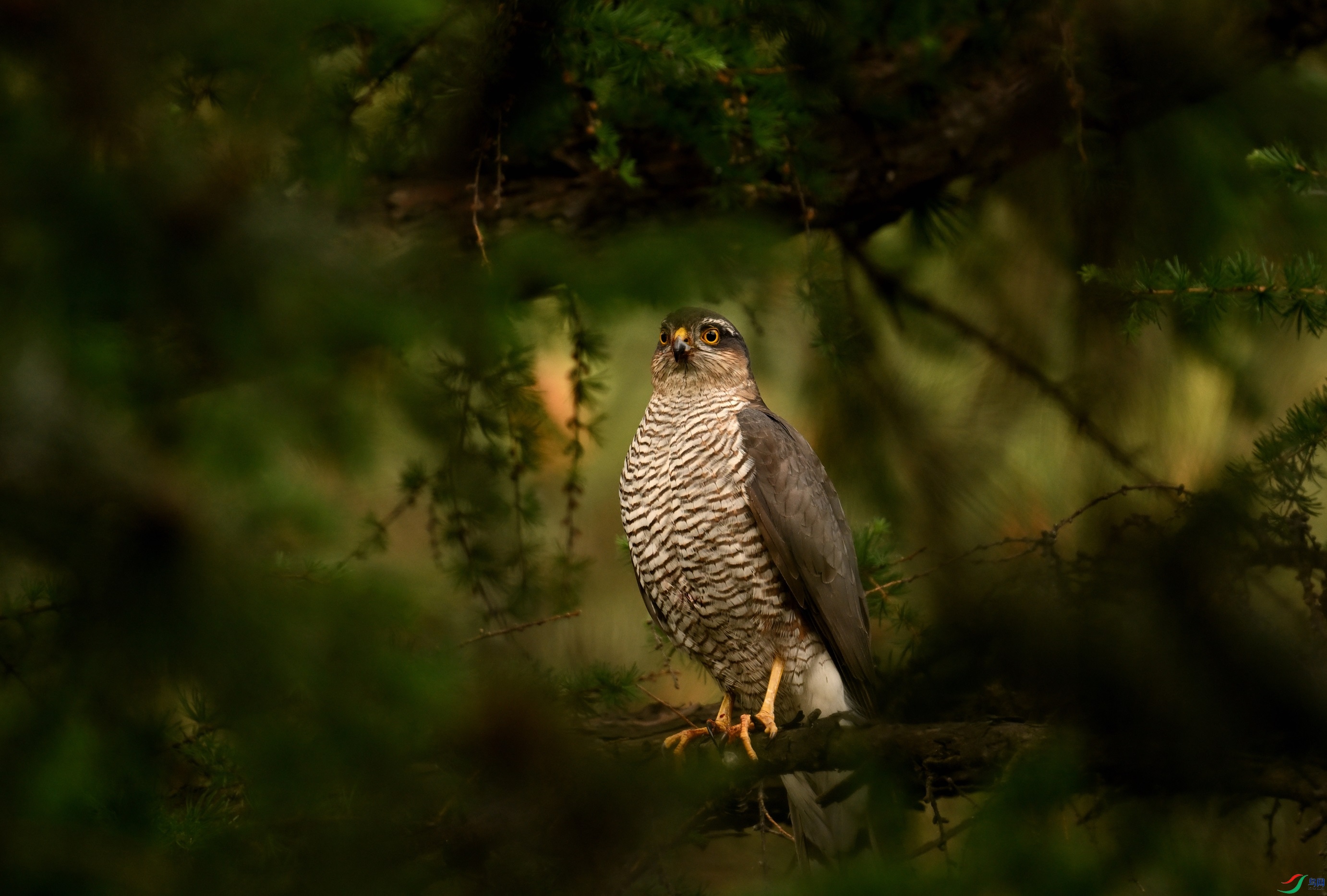 DSC_2080.JPG