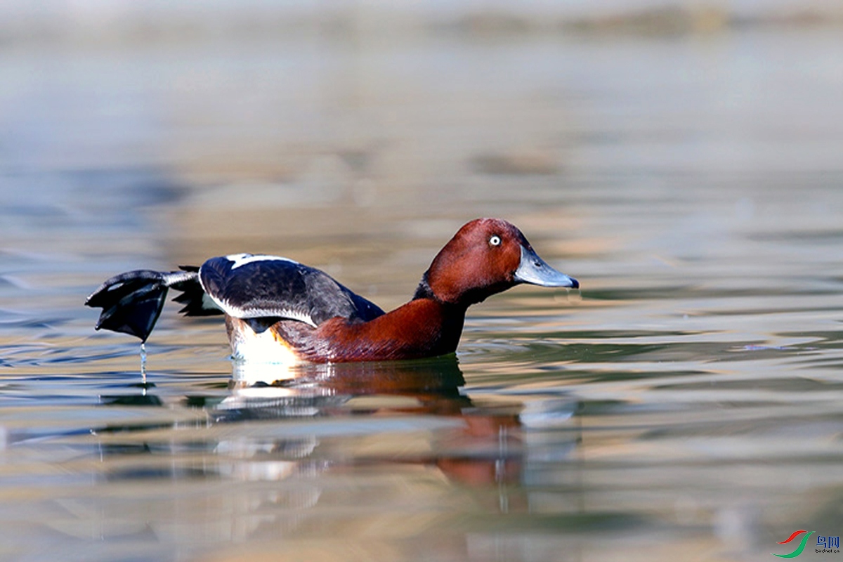 IMG_2399 ��ѹ����.jpg