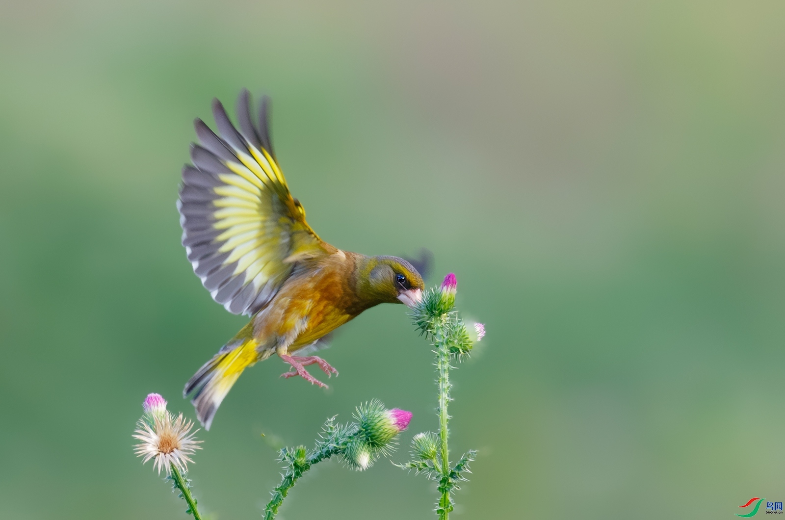 ���ȸ ���� ��ɽ��ˮ  �ܶ�.jpg