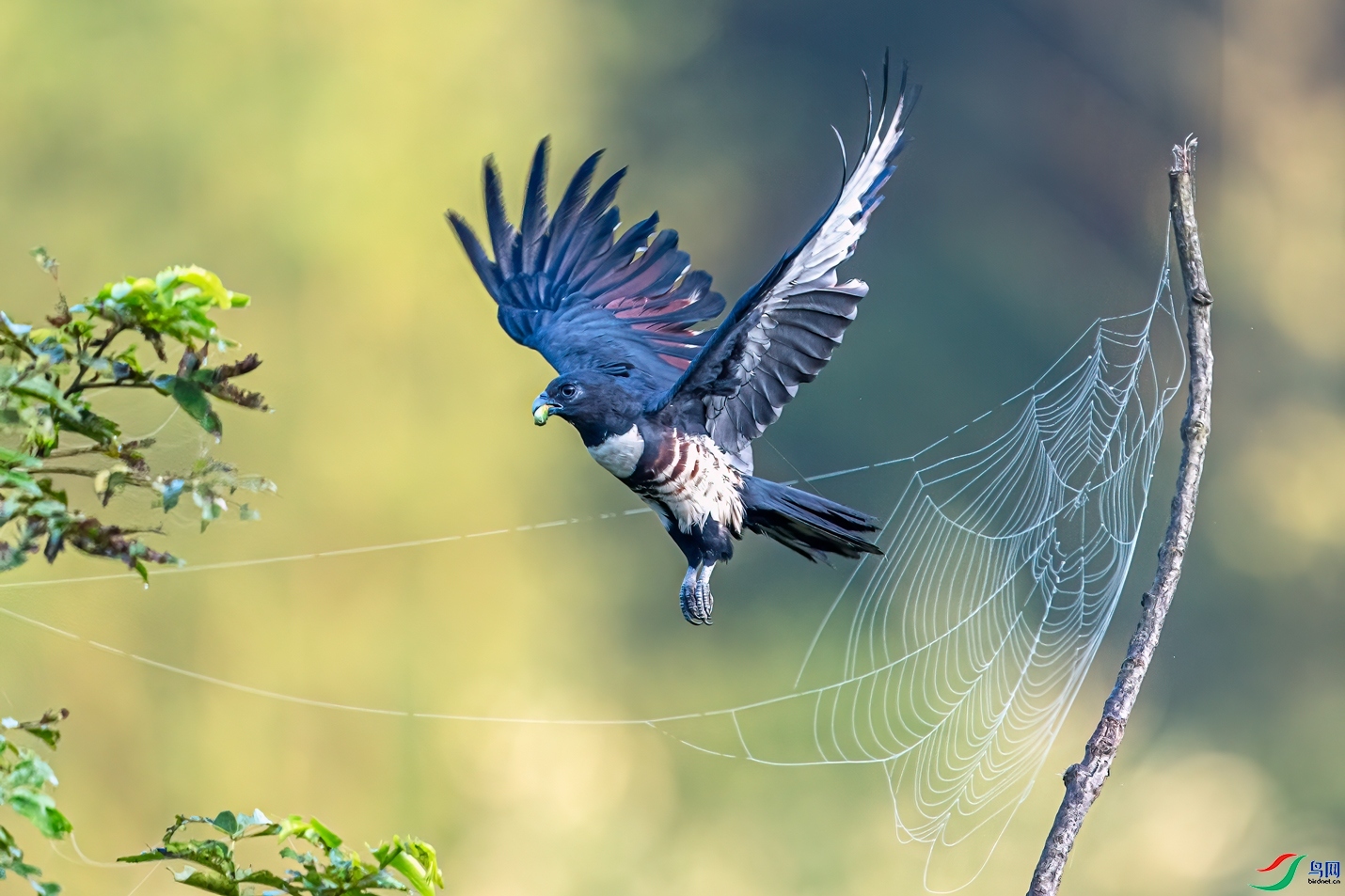 �鳲 ���� ���� �ܶ�.jpg