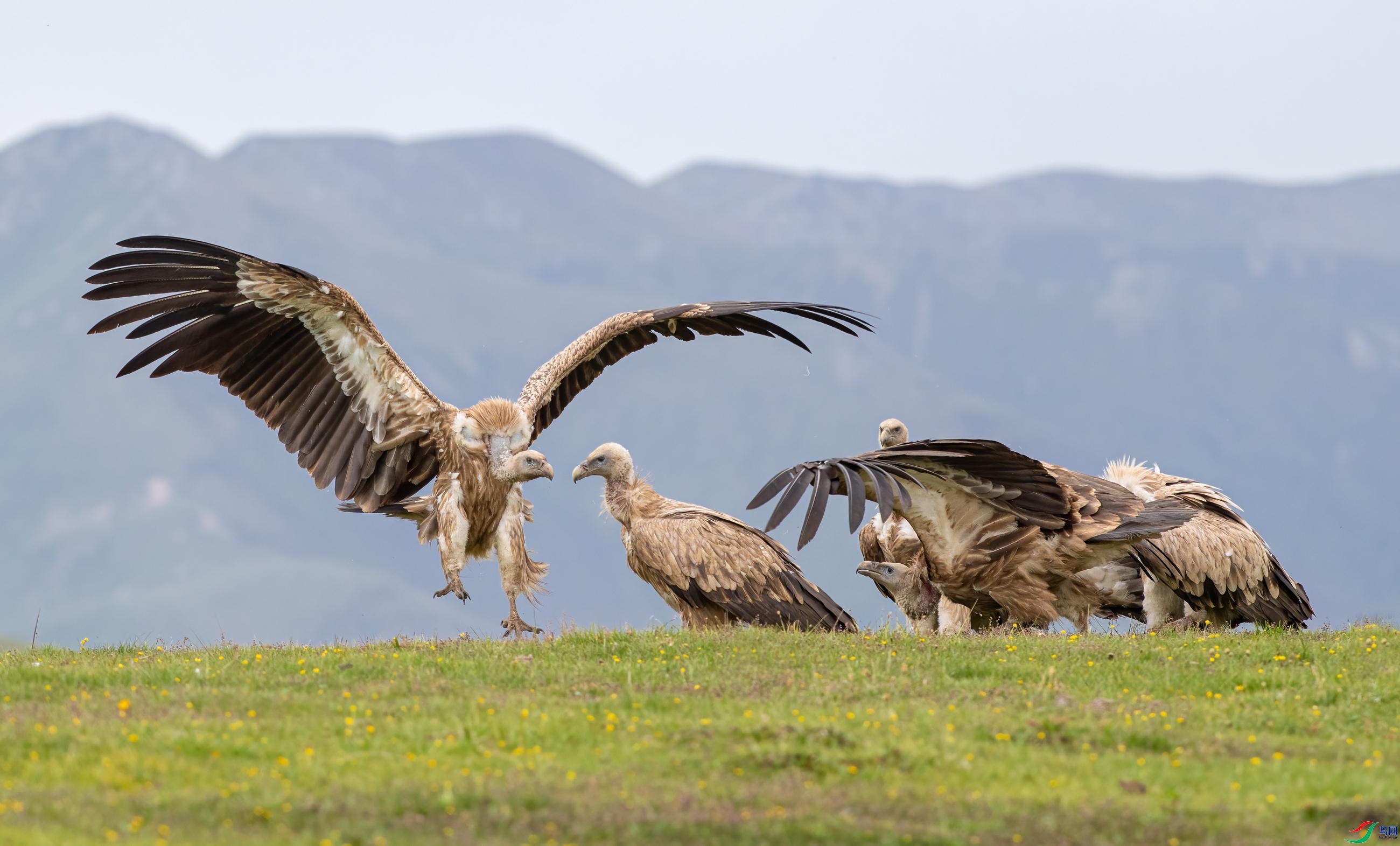 ��ԭأ��  ���� ��Ͽ֮�� ����.jpg