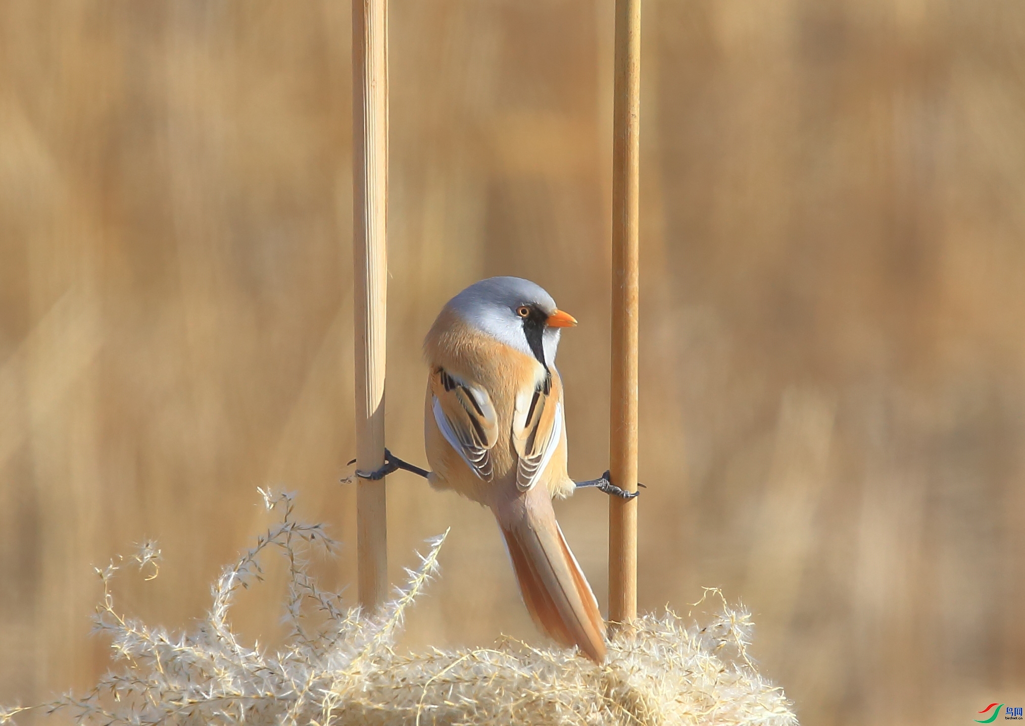 ���� ���� ��������֣  ����.jpg