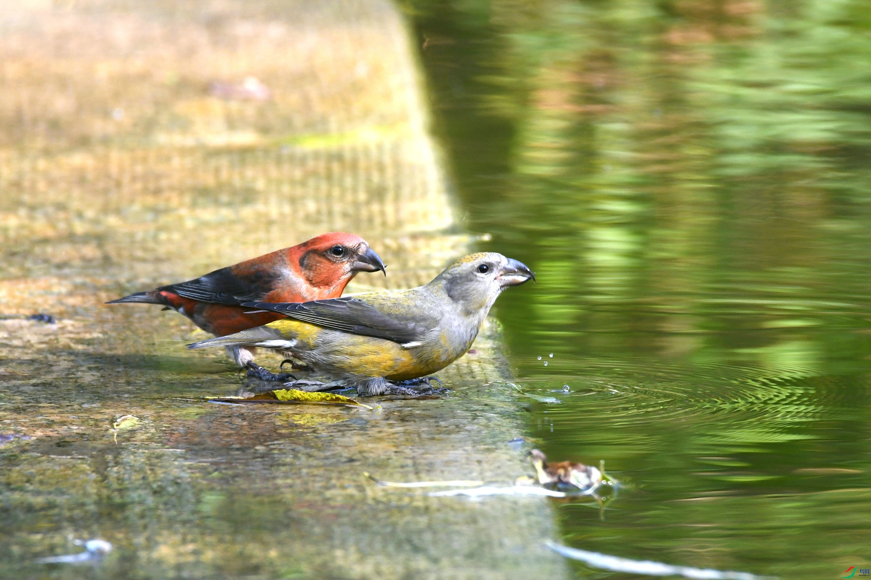 DSC_6195.JPG