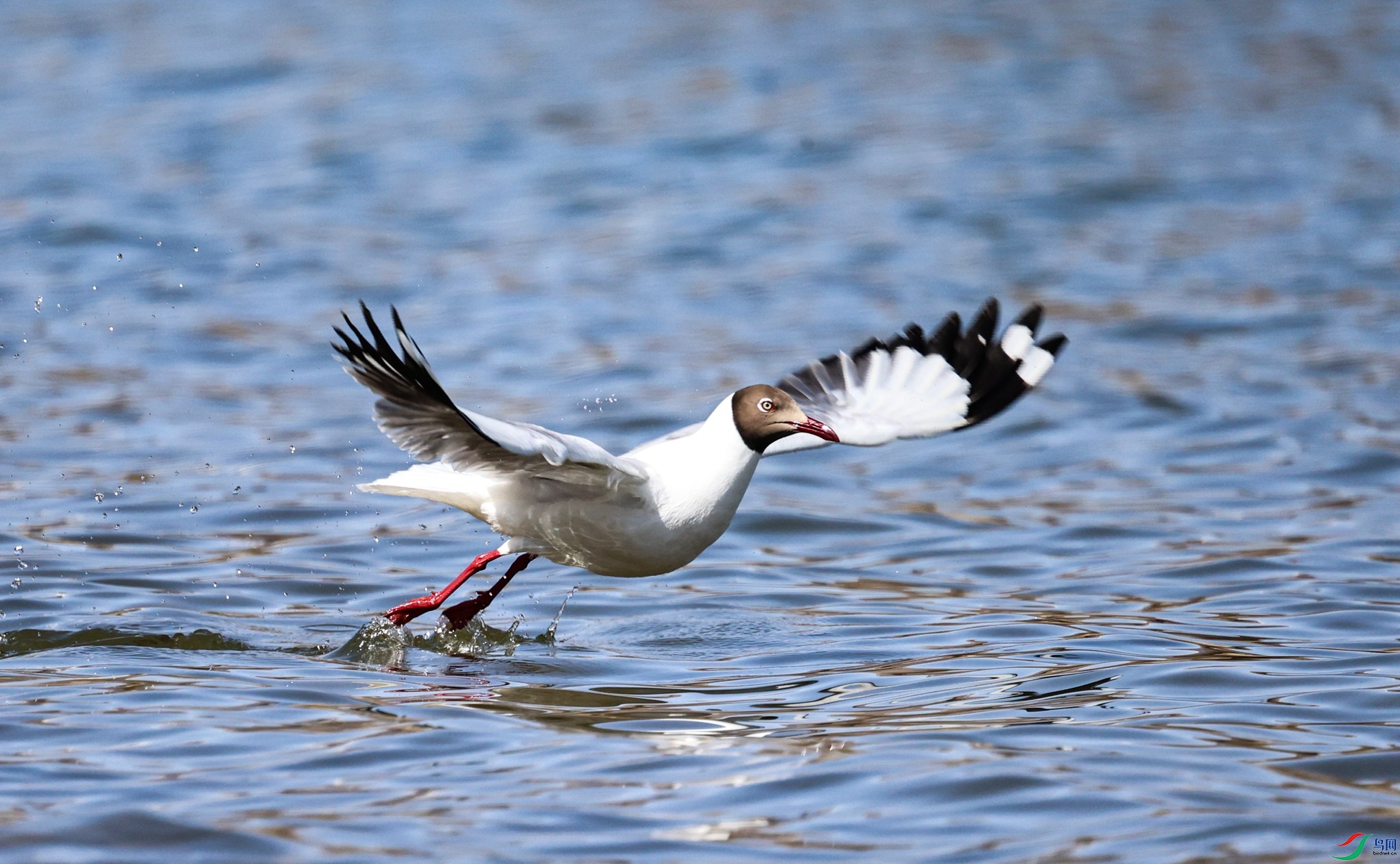 7X5A2752 - ����.JPG