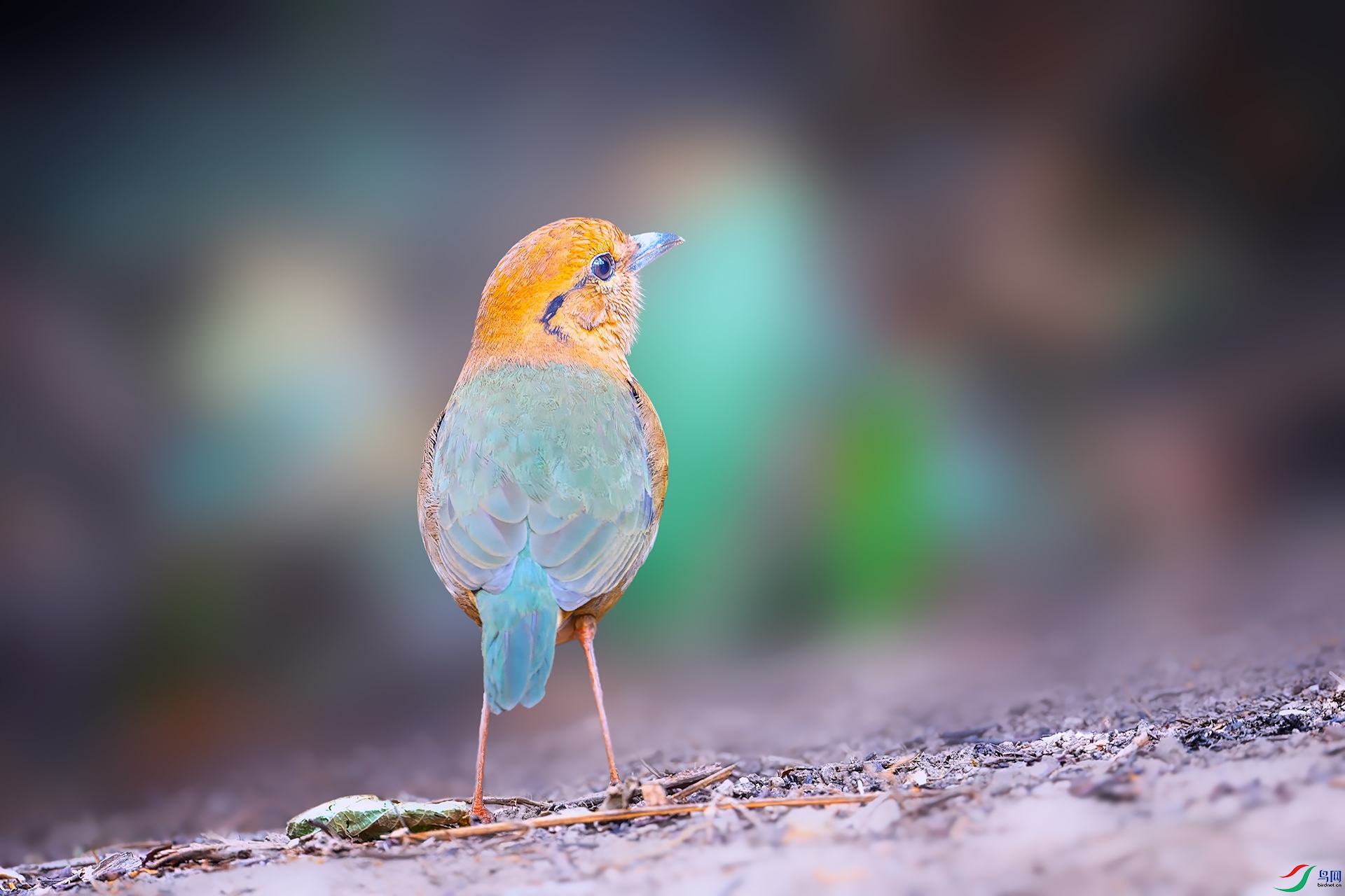 0_DSC8209-NEF_DxO_DeepPRIME-�ָ���.jpg