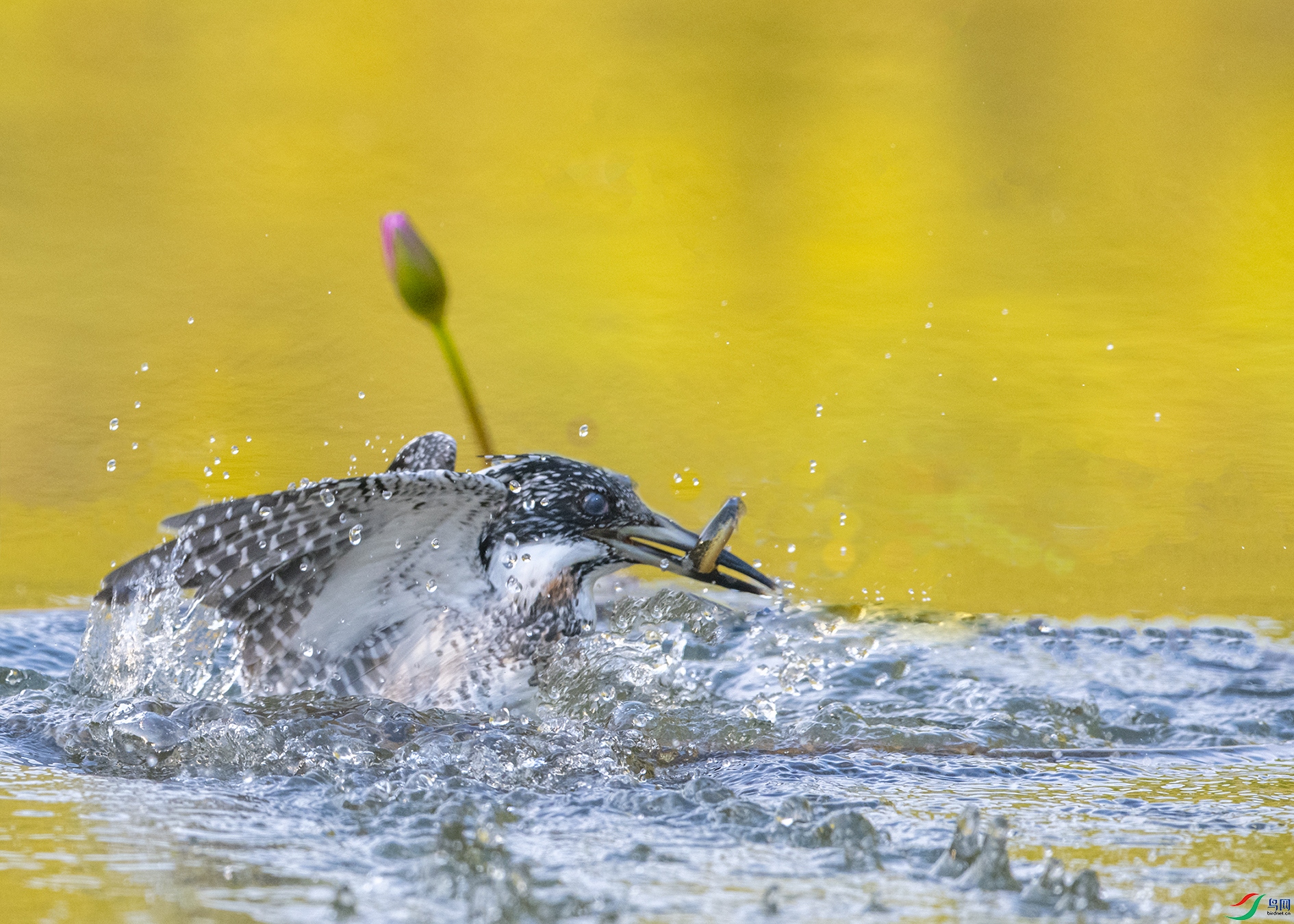 1075 ����.jpg