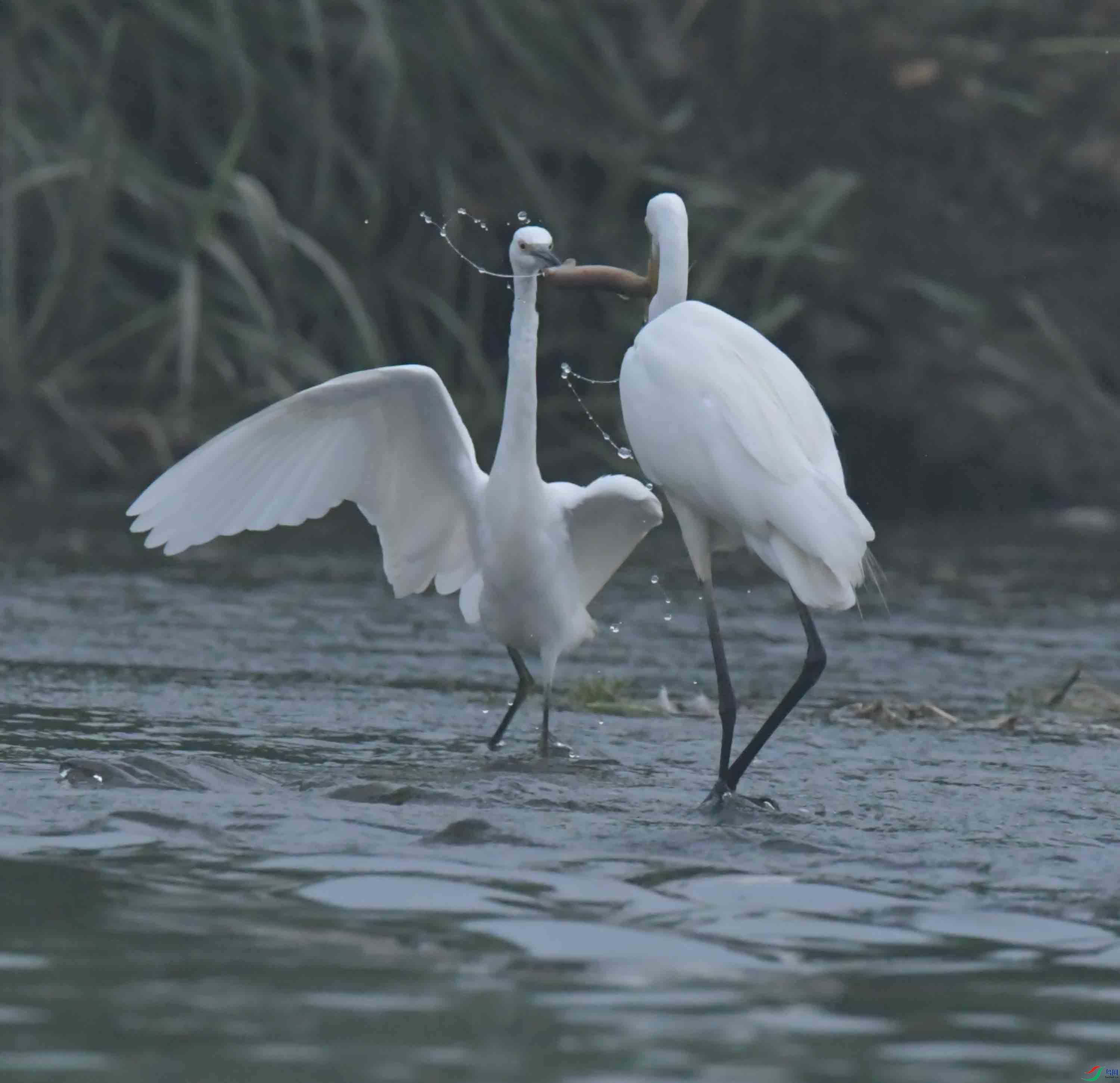 DSC_9659.JPG