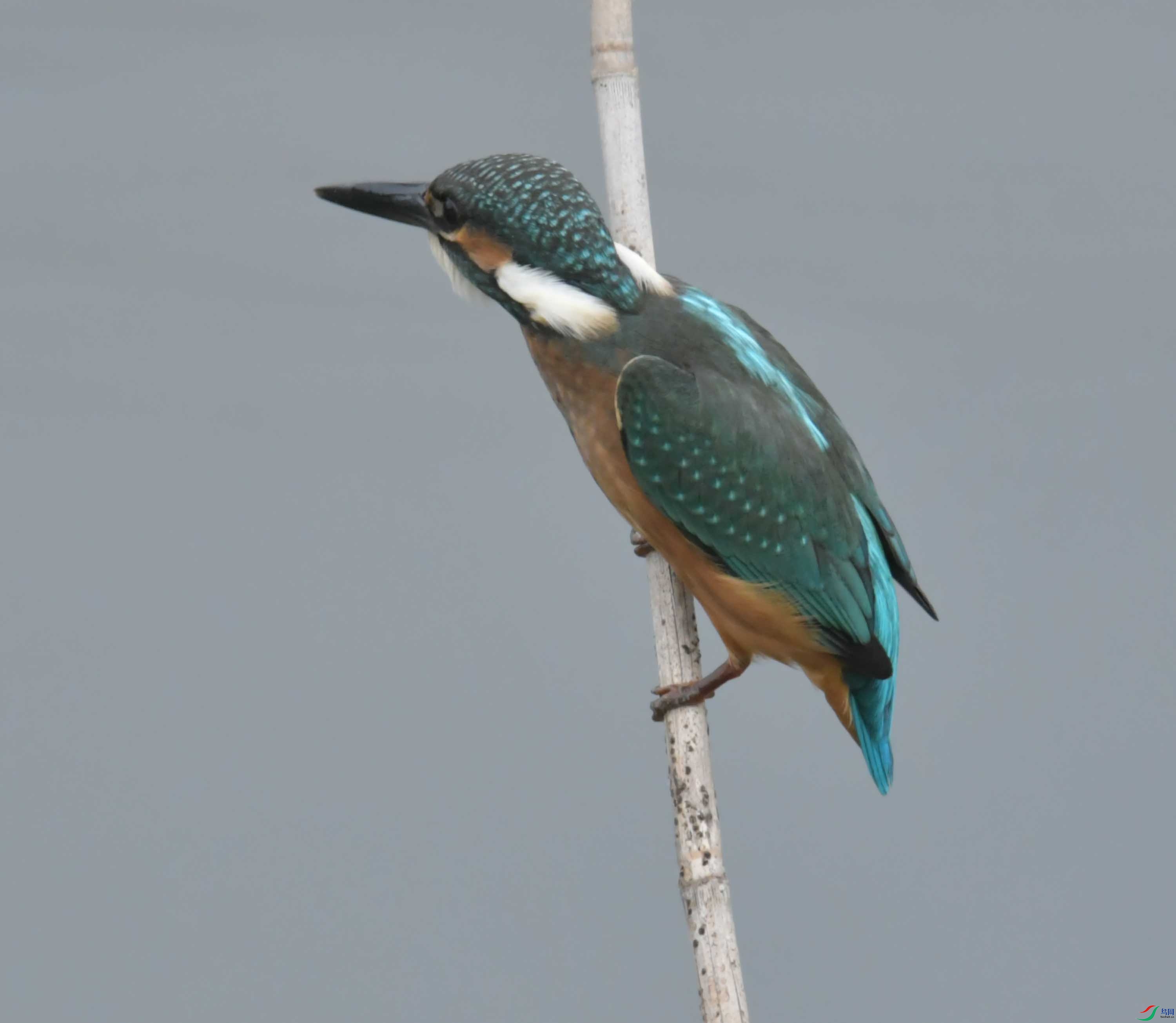 DSC_9999.JPG