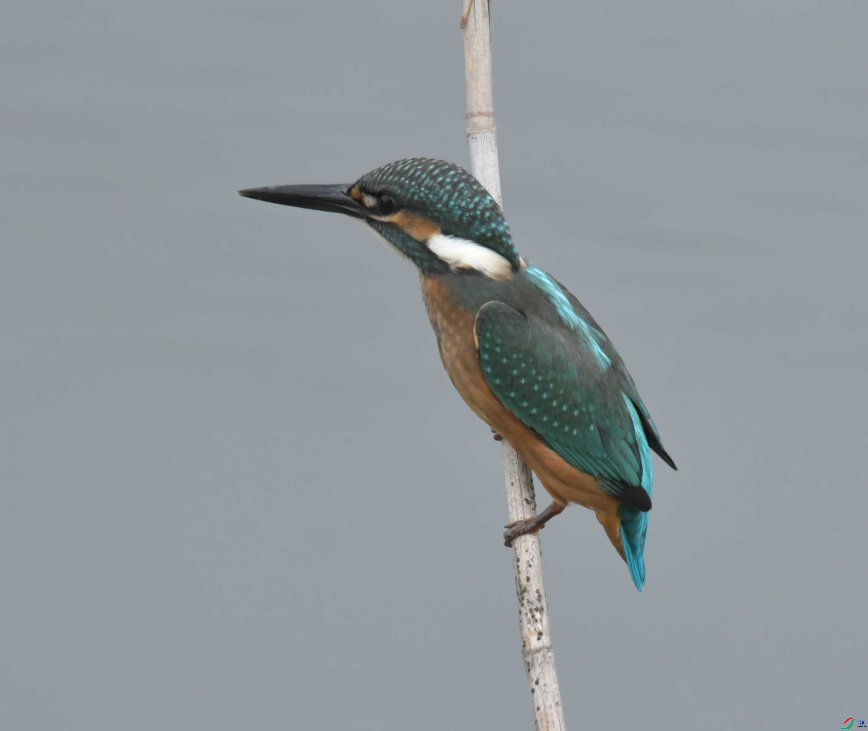 DSC_9991.JPG