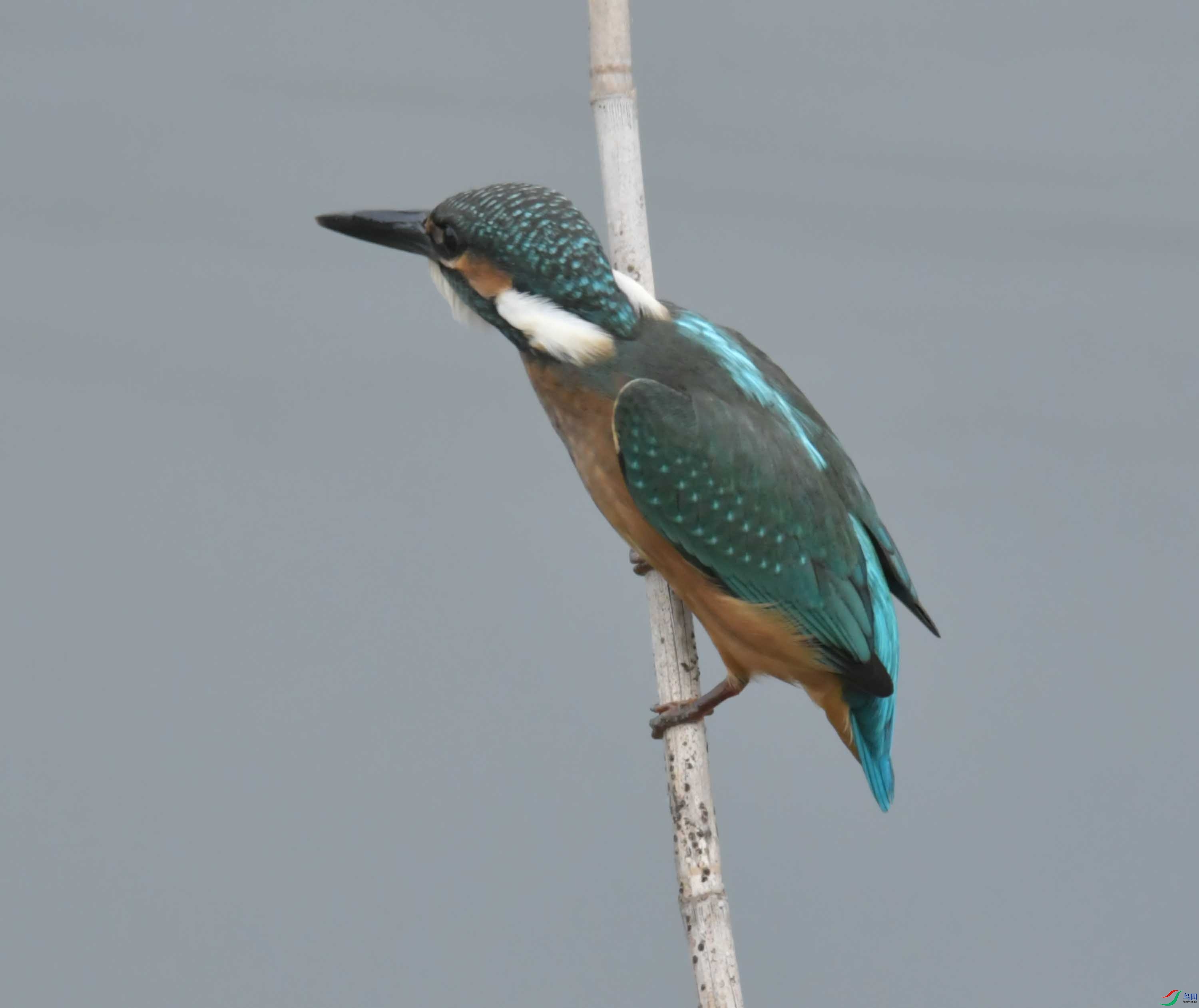 DSC_9998.JPG