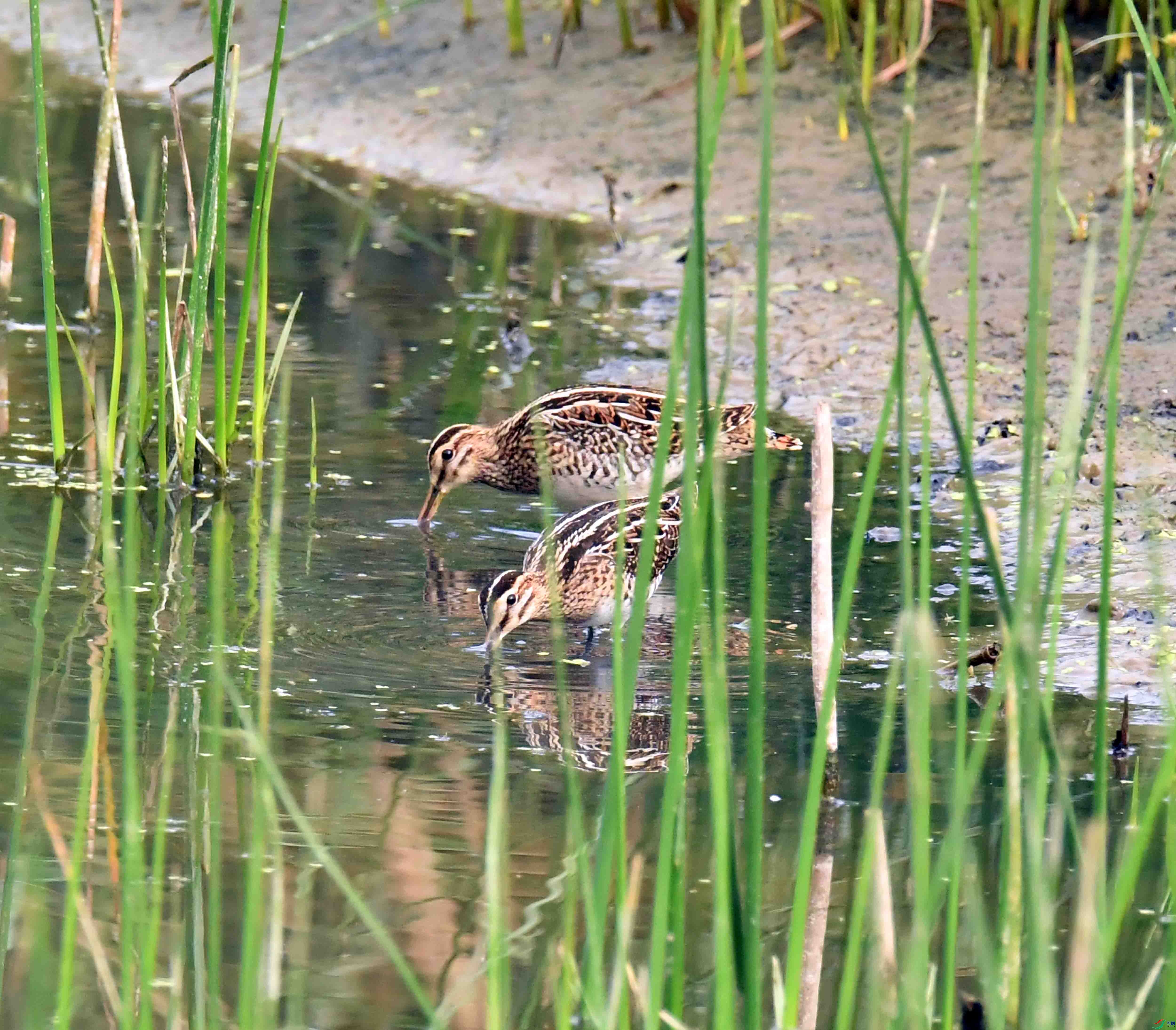 DSC_4515.JPG