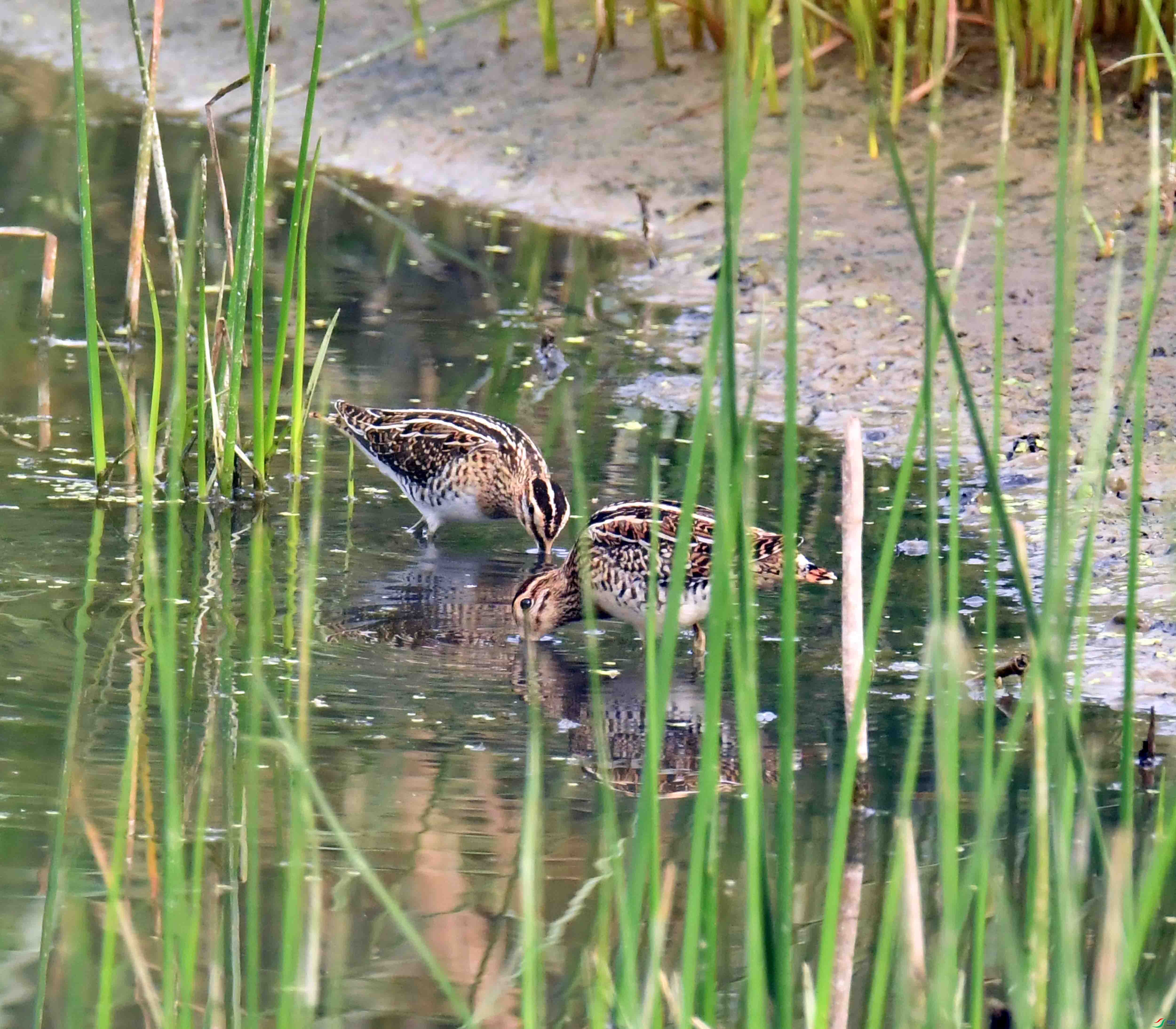 DSC_4512.JPG