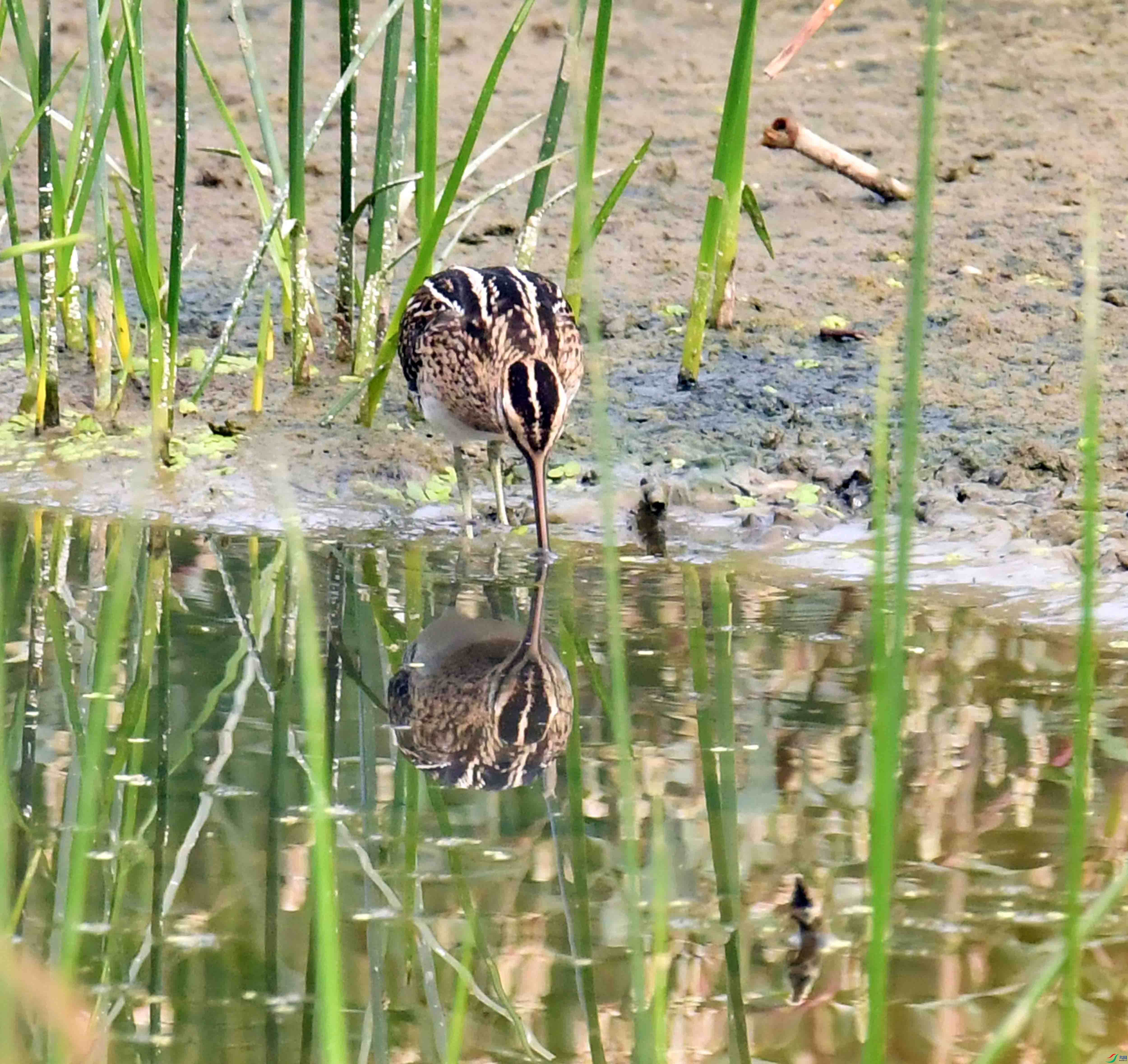 DSC_4526.JPG