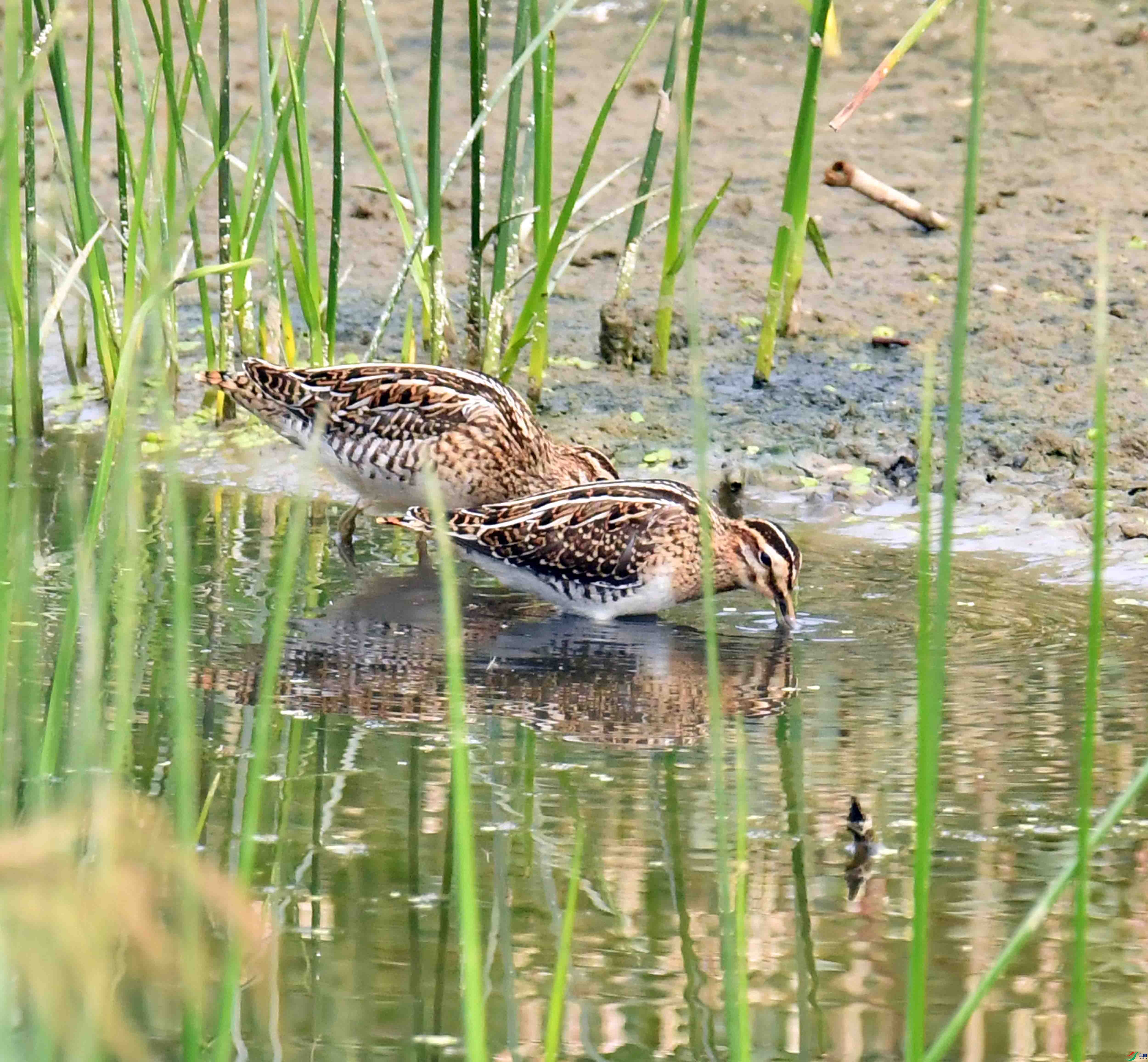 DSC_4529.JPG