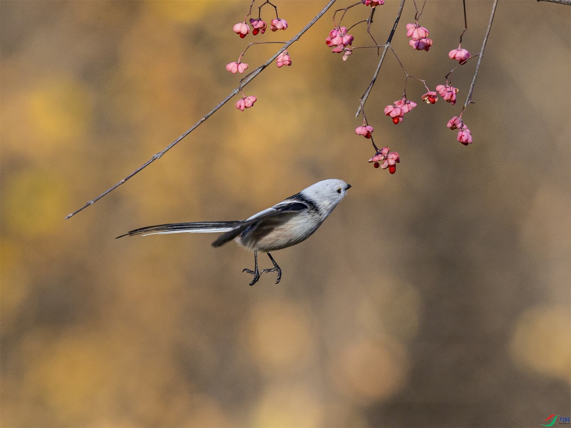 1K3A0124 ����1.jpg