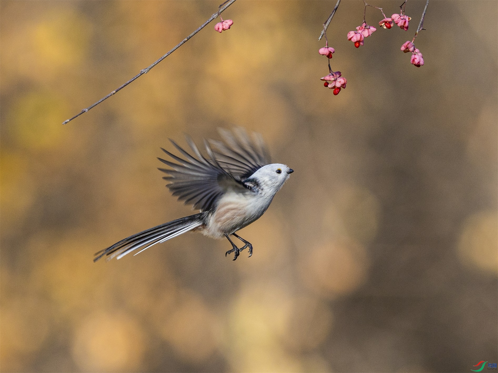 1K3A0126 ����1.jpg