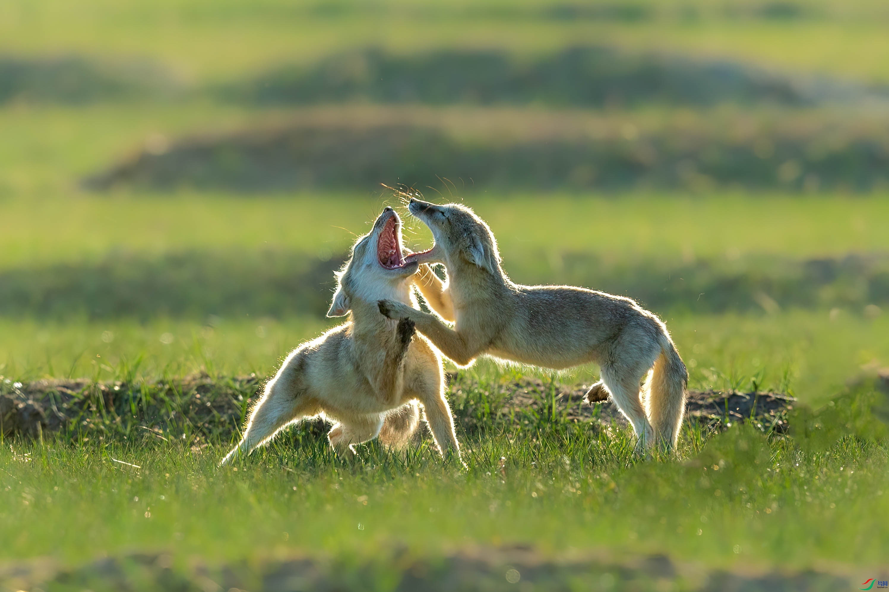 AF9Y4447 ����_1.jpg