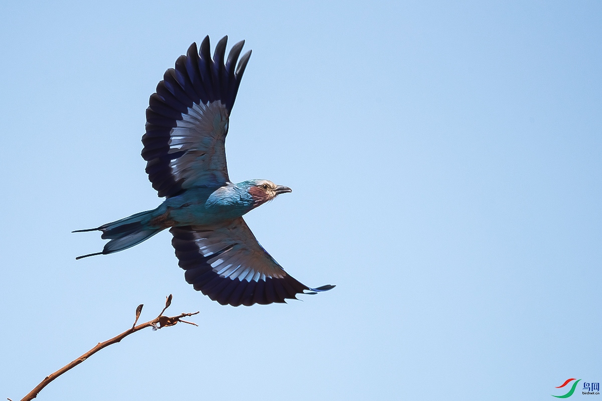 ���ط�ɮLilac-breasted Roller����.jpg