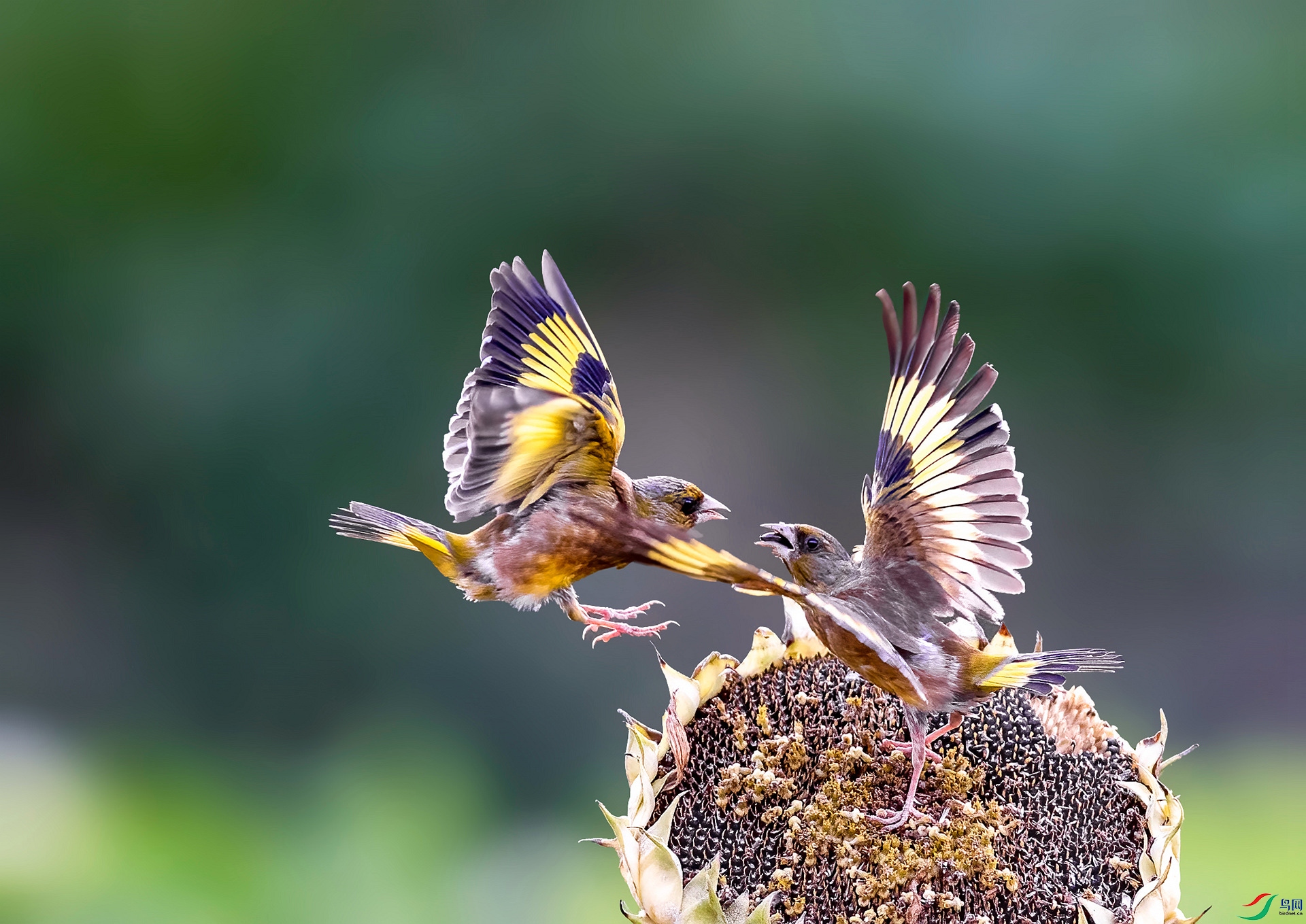 DSC_0888 ����_���� ����.jpg