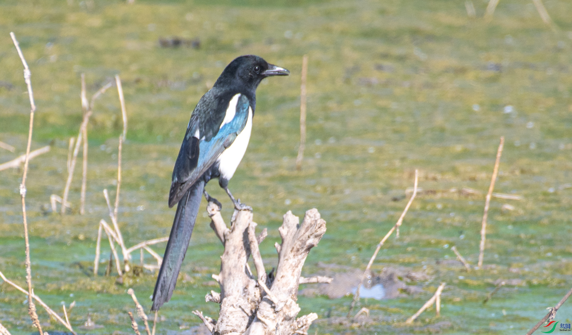 DSC_8414.jpg